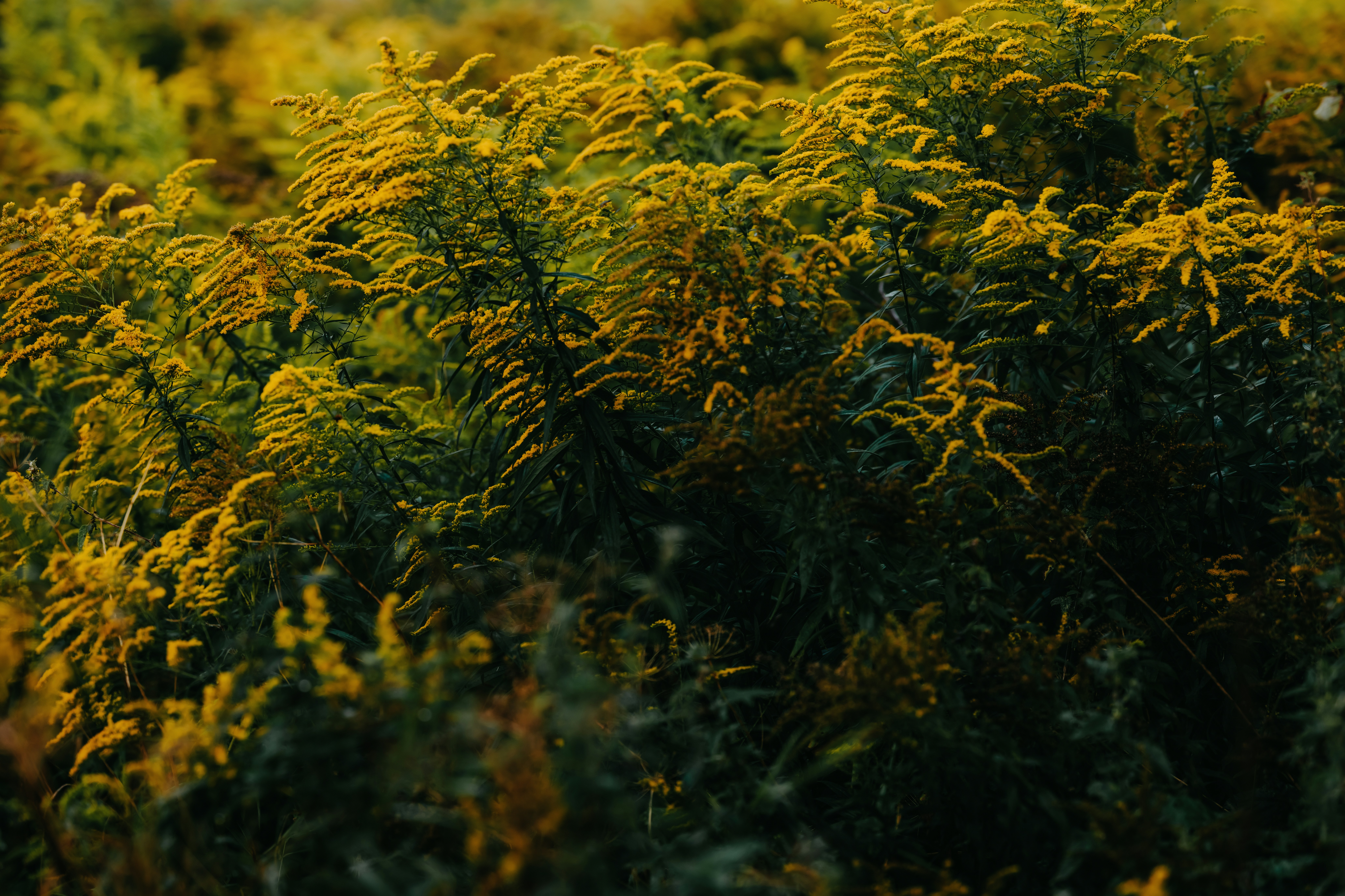 Photo by kristapsungurs