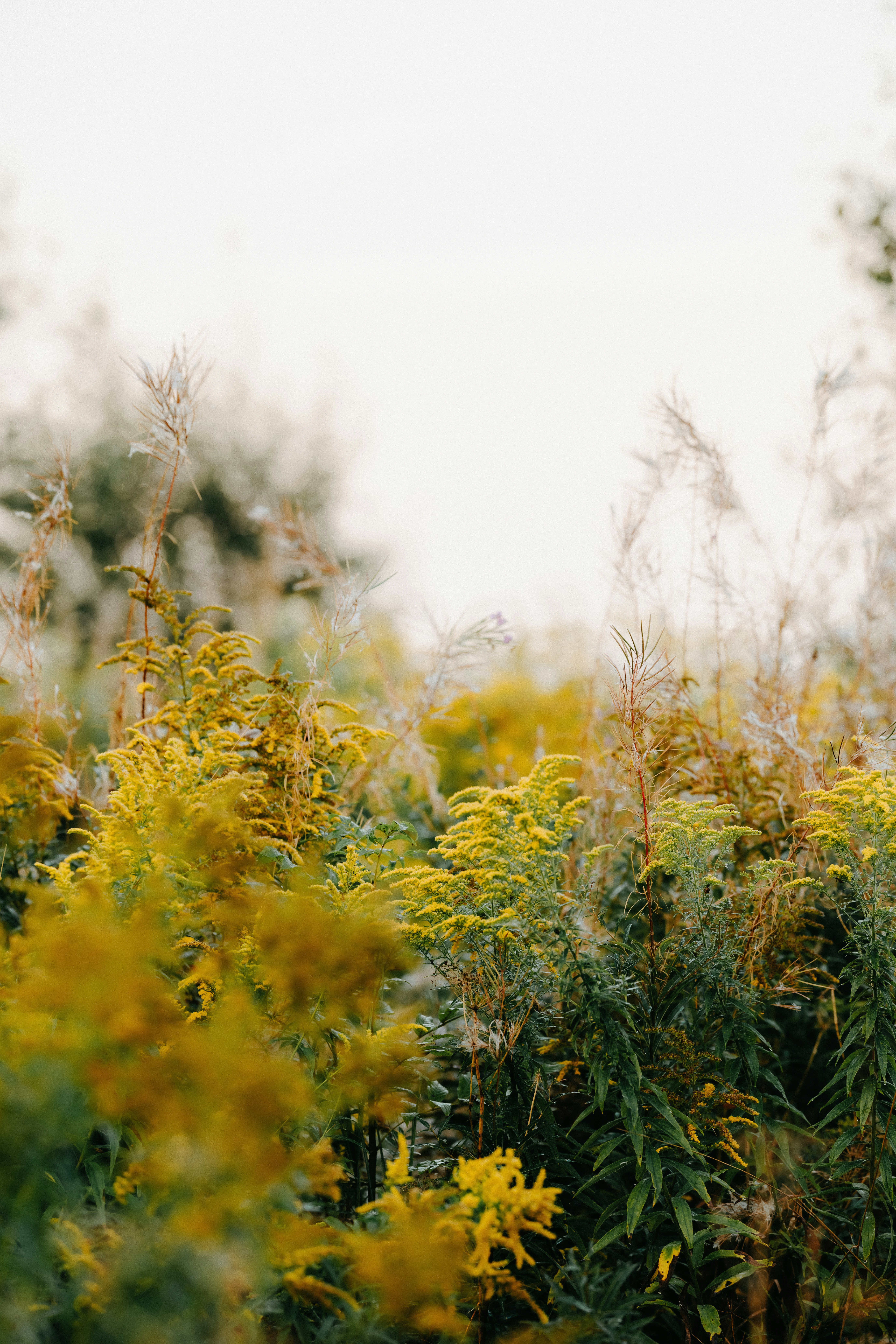 Photo by kristapsungurs