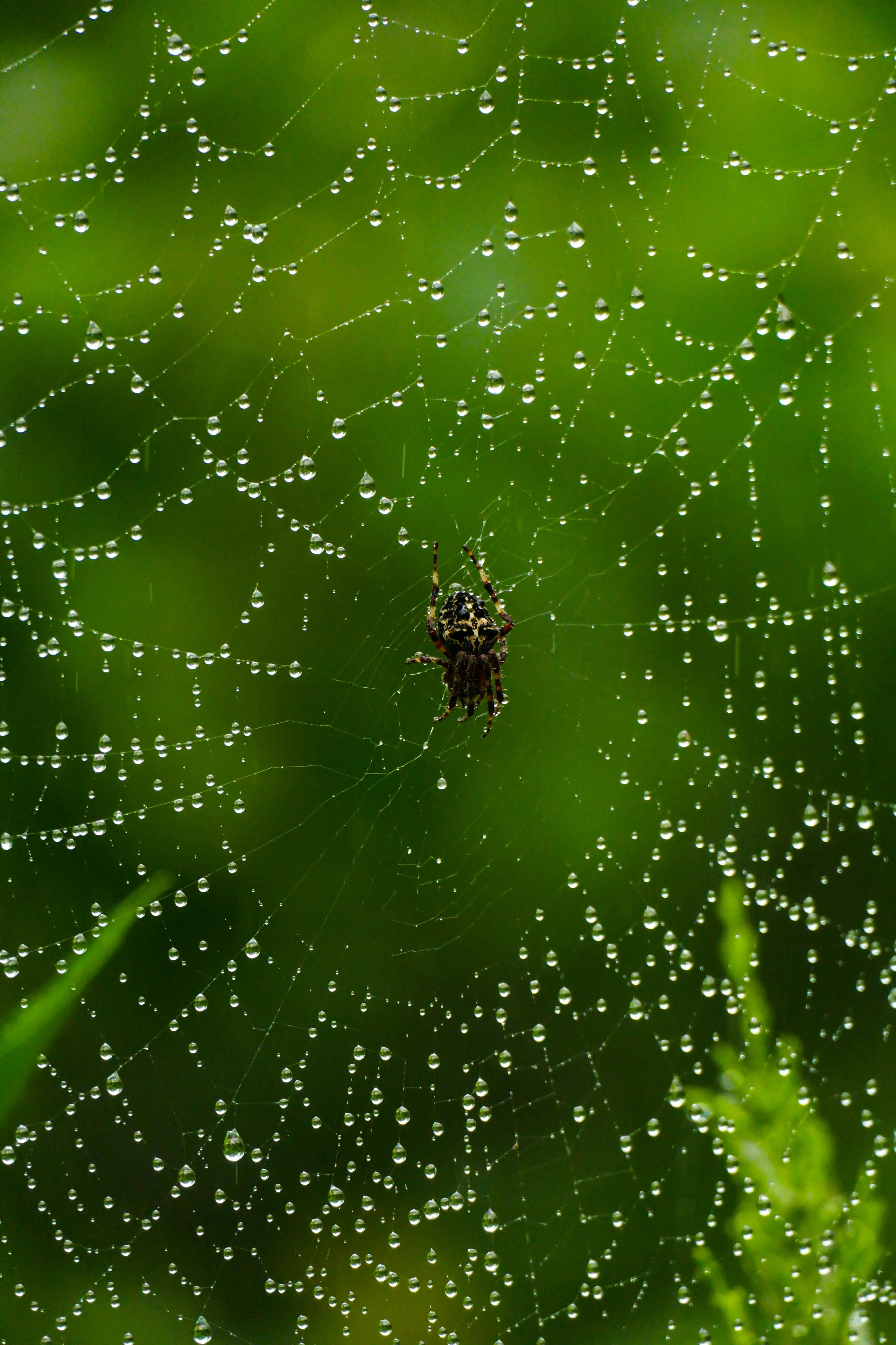 Spider on a dew-covered web in green foliage