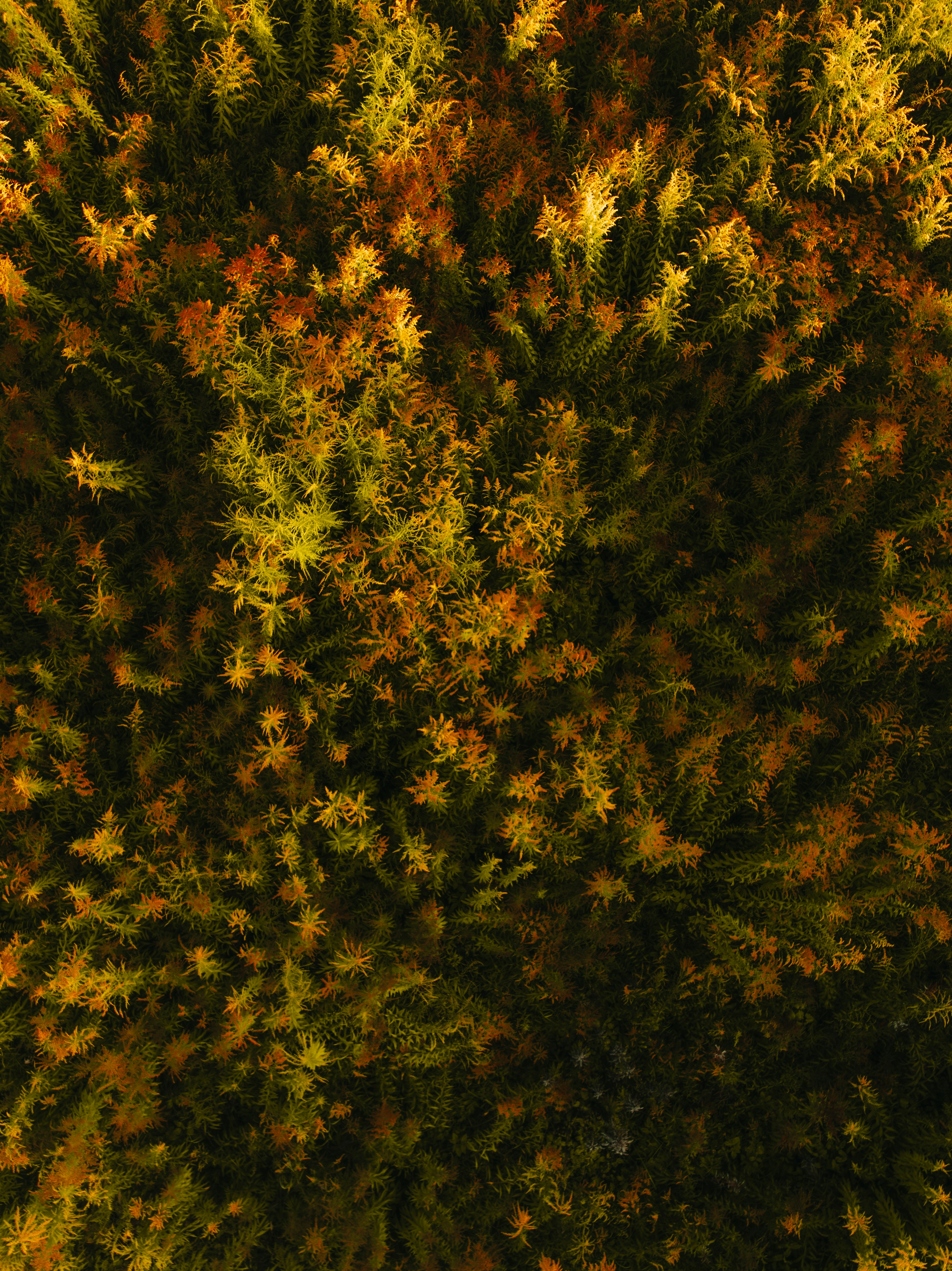 Photo by kristapsungurs