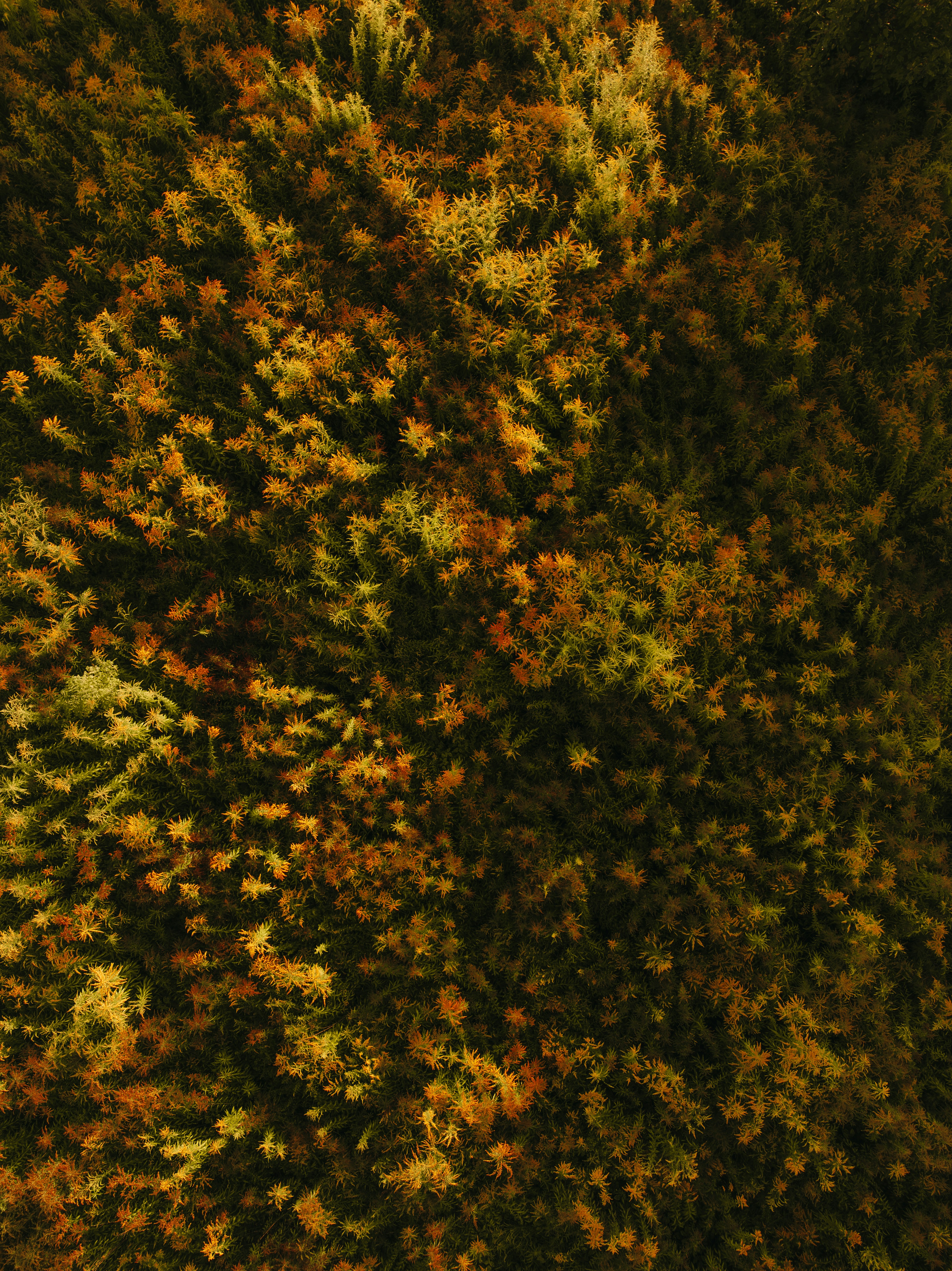 Photo by kristapsungurs