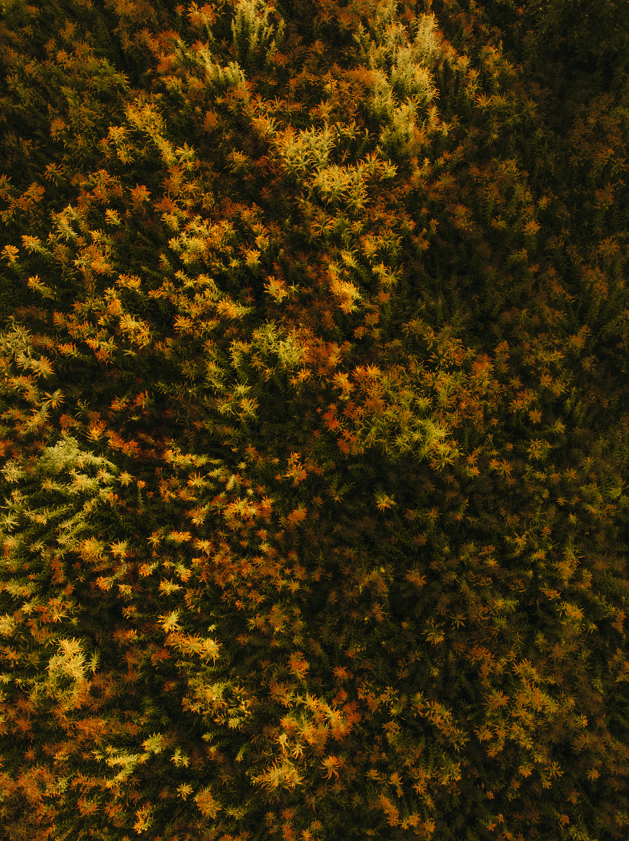 Aerial view of an autumn forest canopy