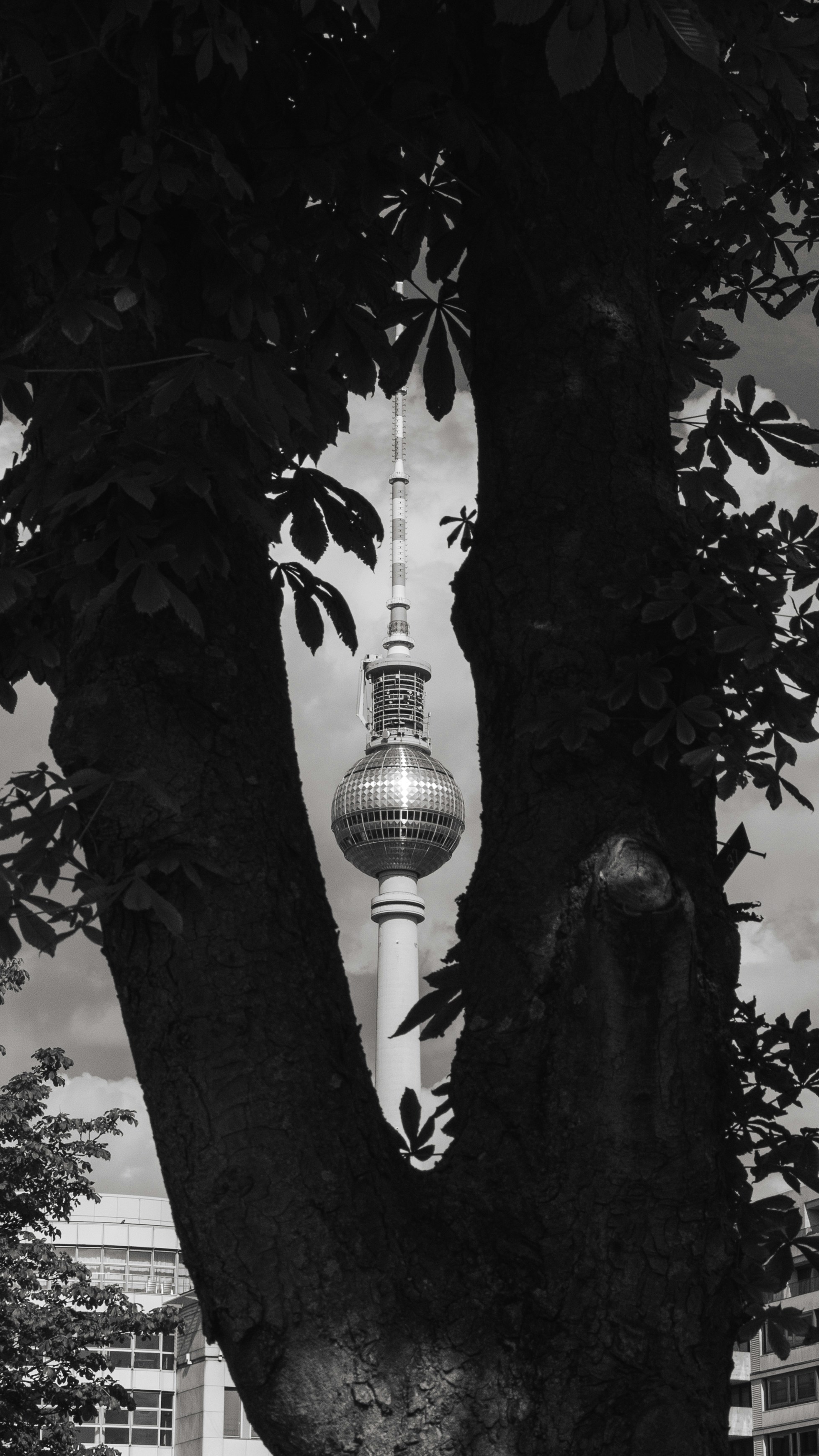 Fernsehturm tower framed by tree branches