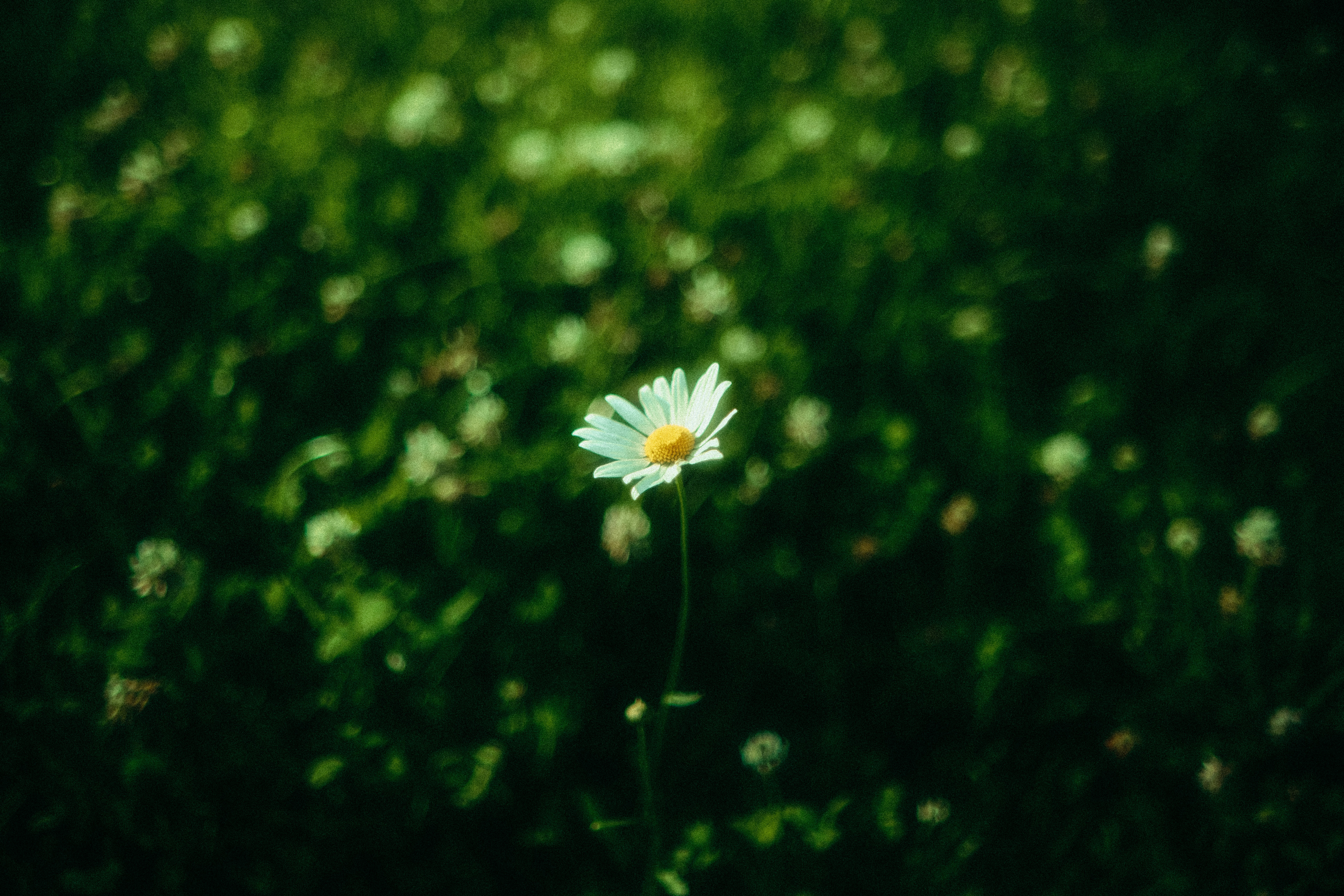 Photo by denisnaryshev