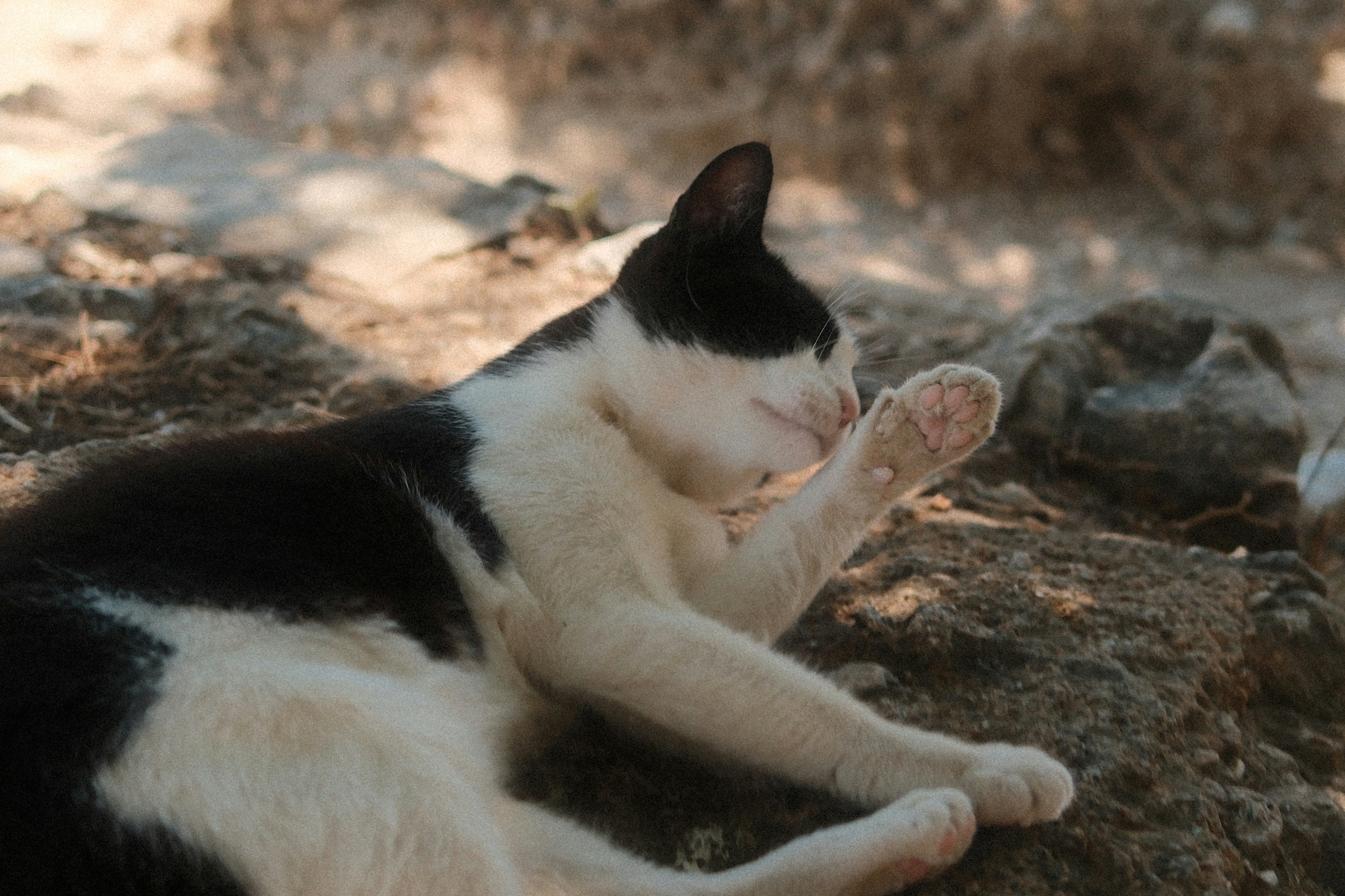 Photo by thejanarchive