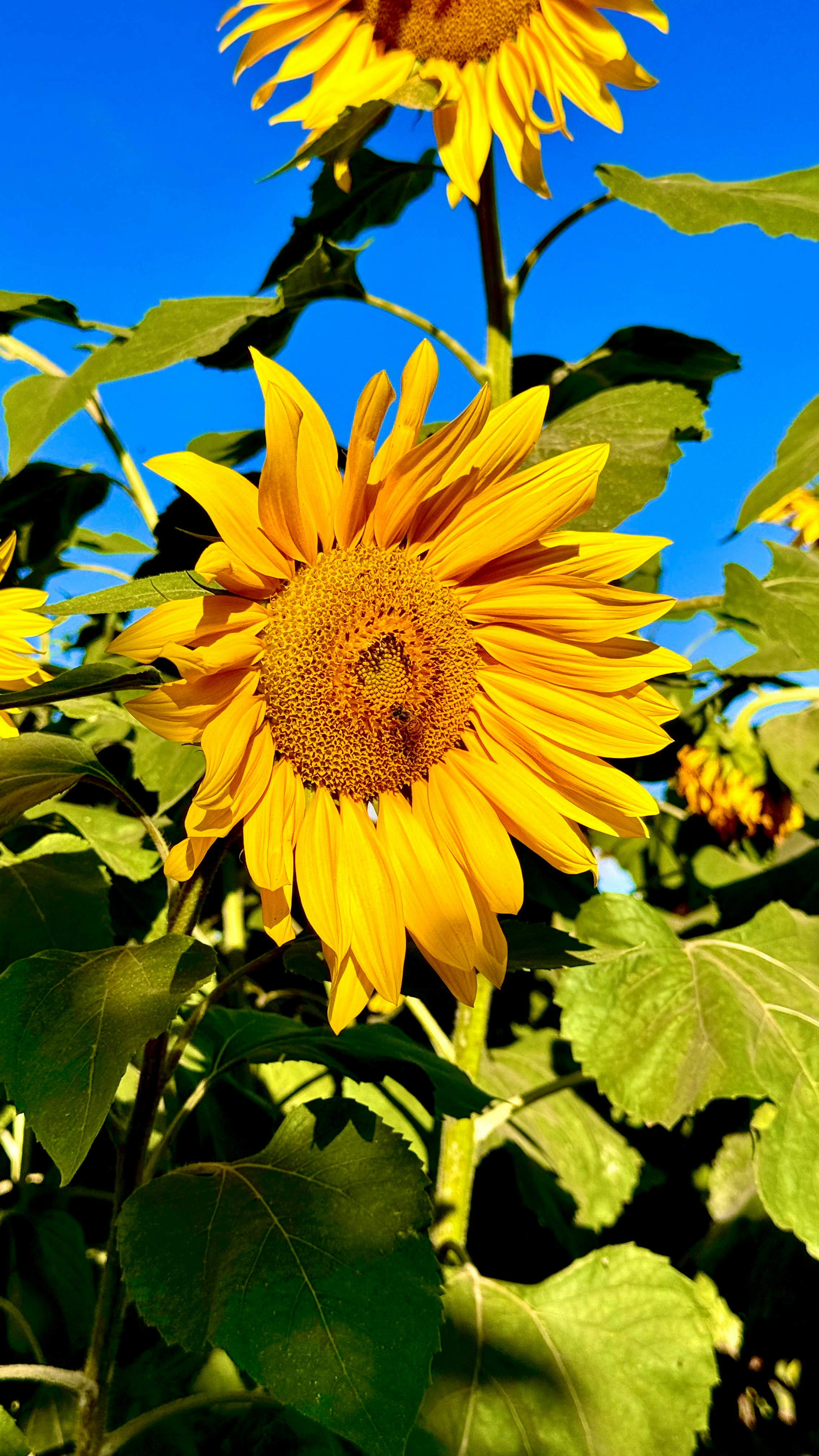 Photo by luuisotorres