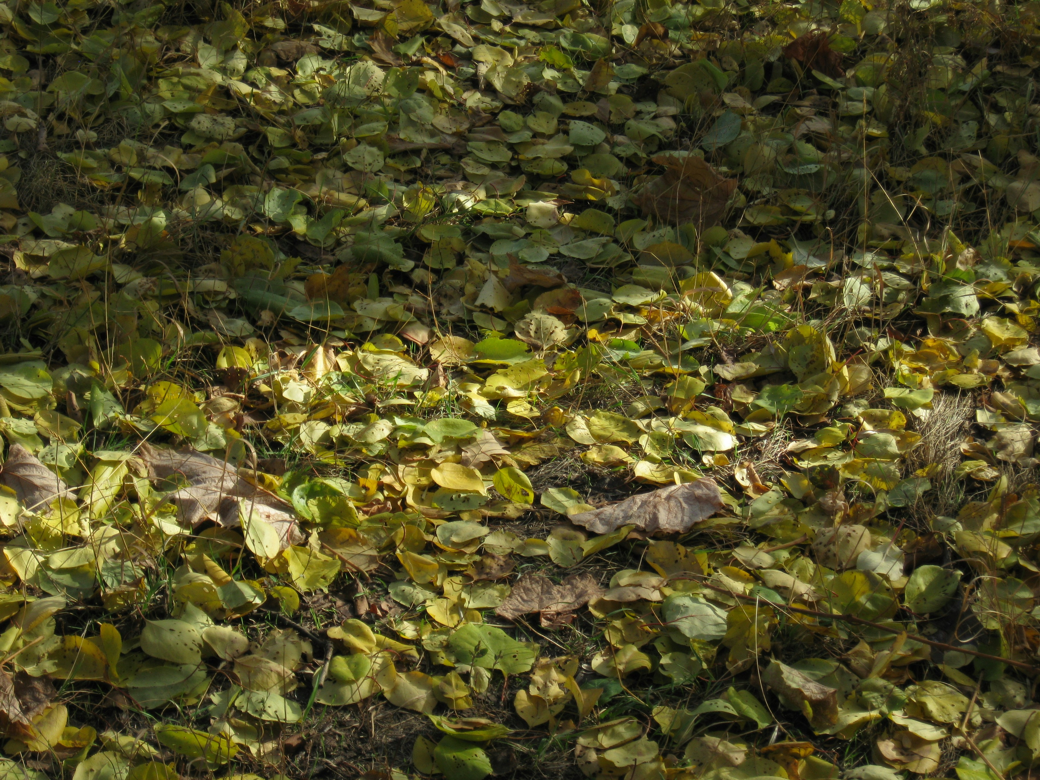 Photo by mariia_pravedna