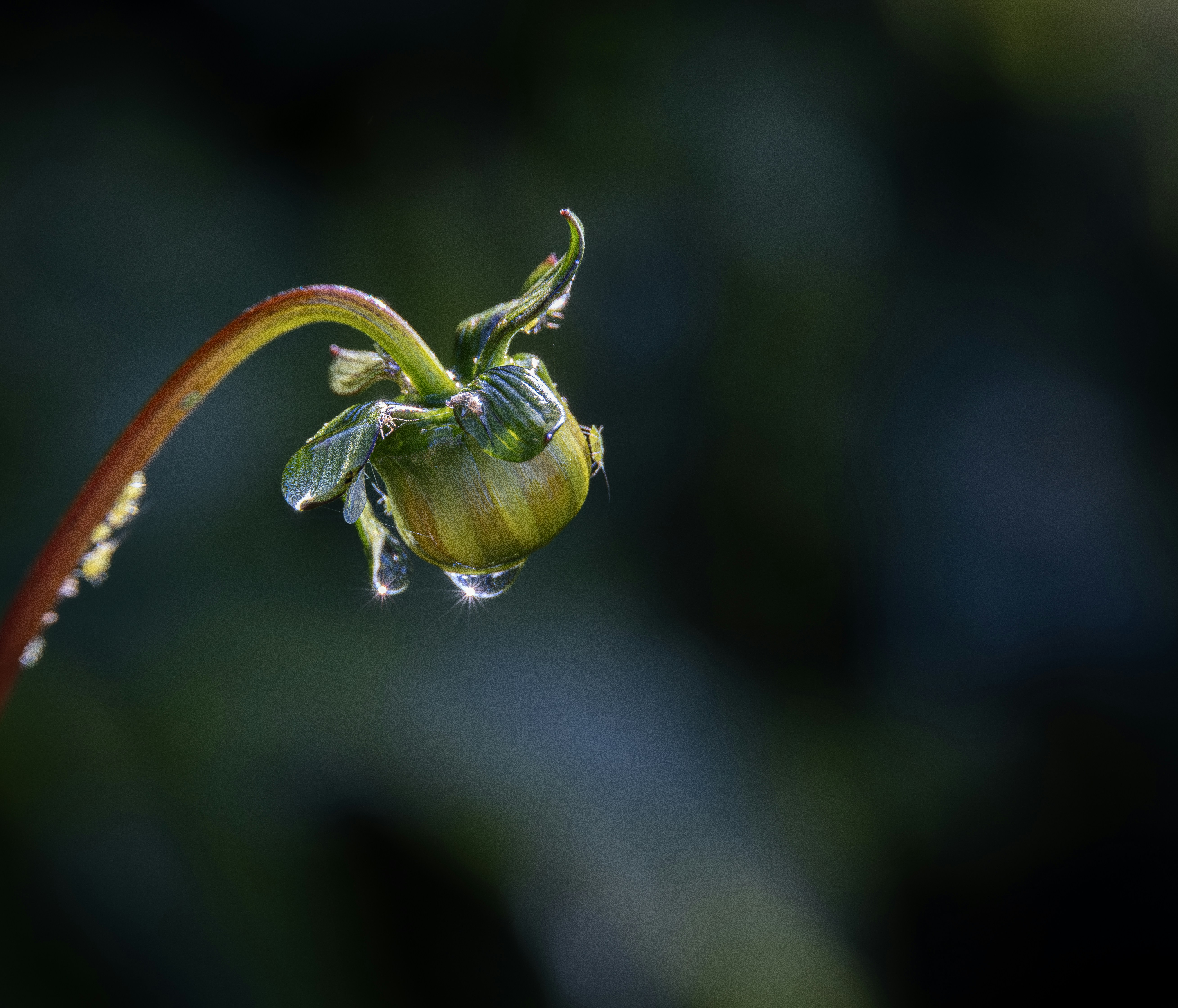 The Hop