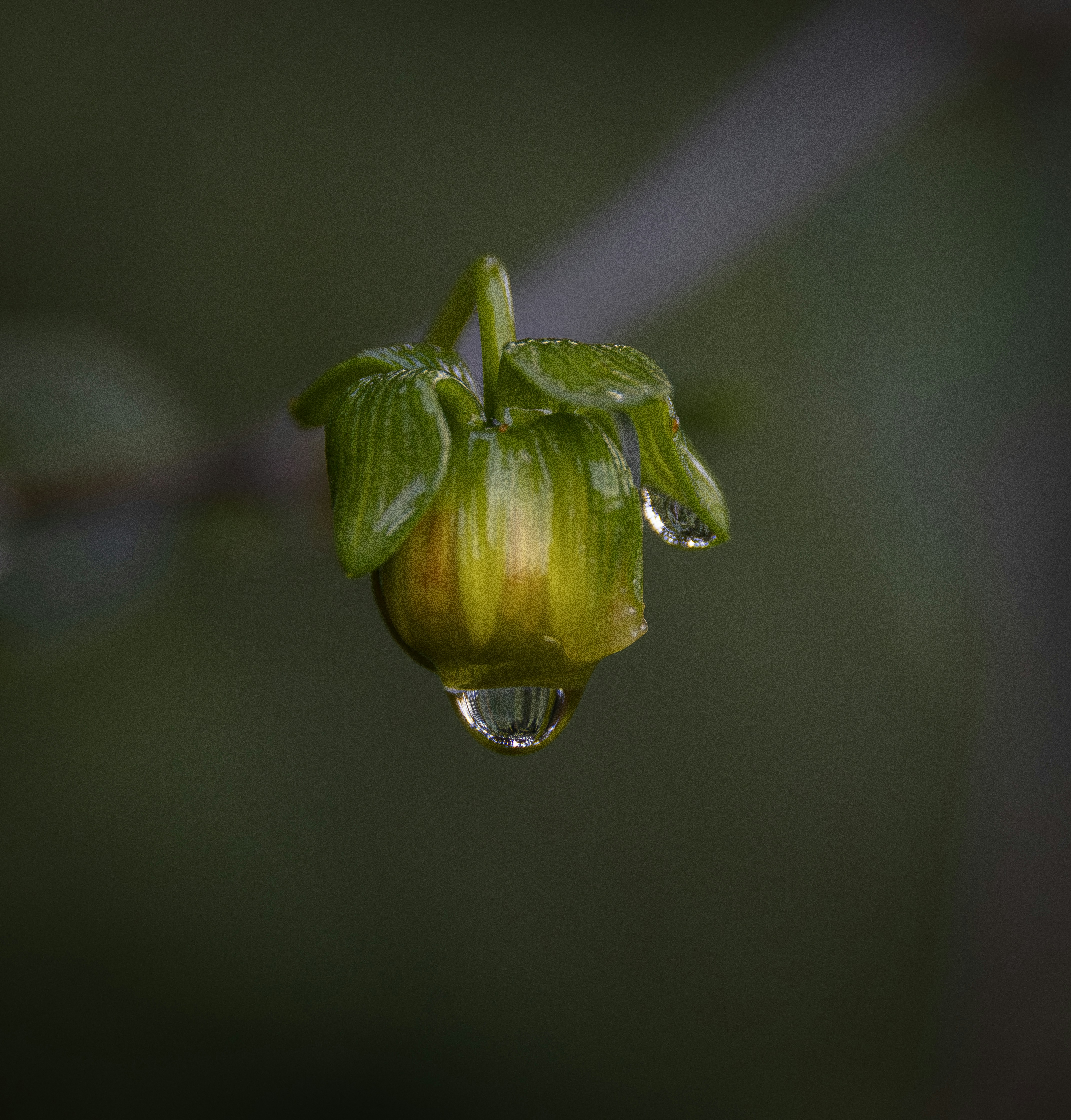 Un bouton floral vert avec des gouttelettes d’eau.