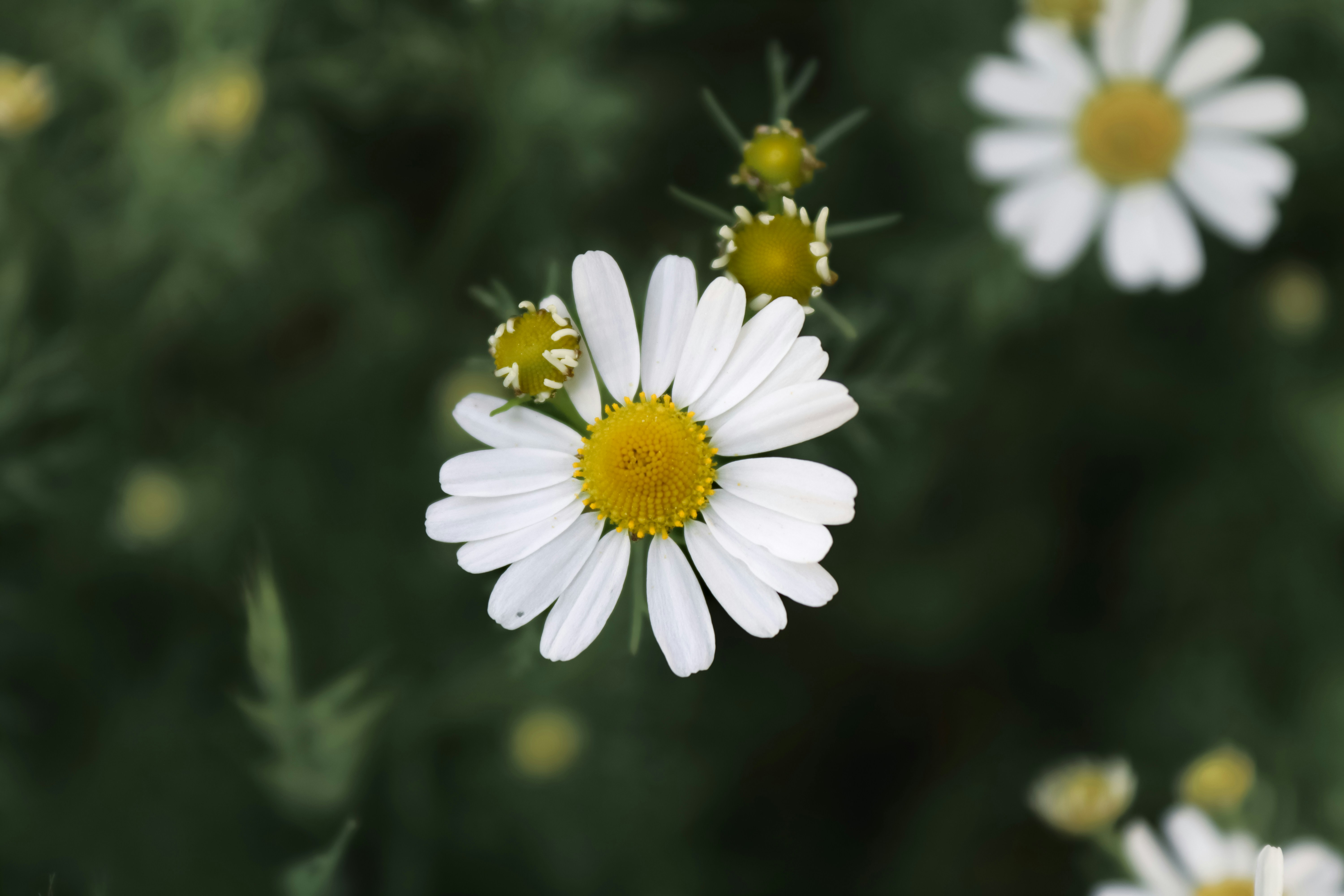 Close-up of white chamomile flowers with yellow centers.