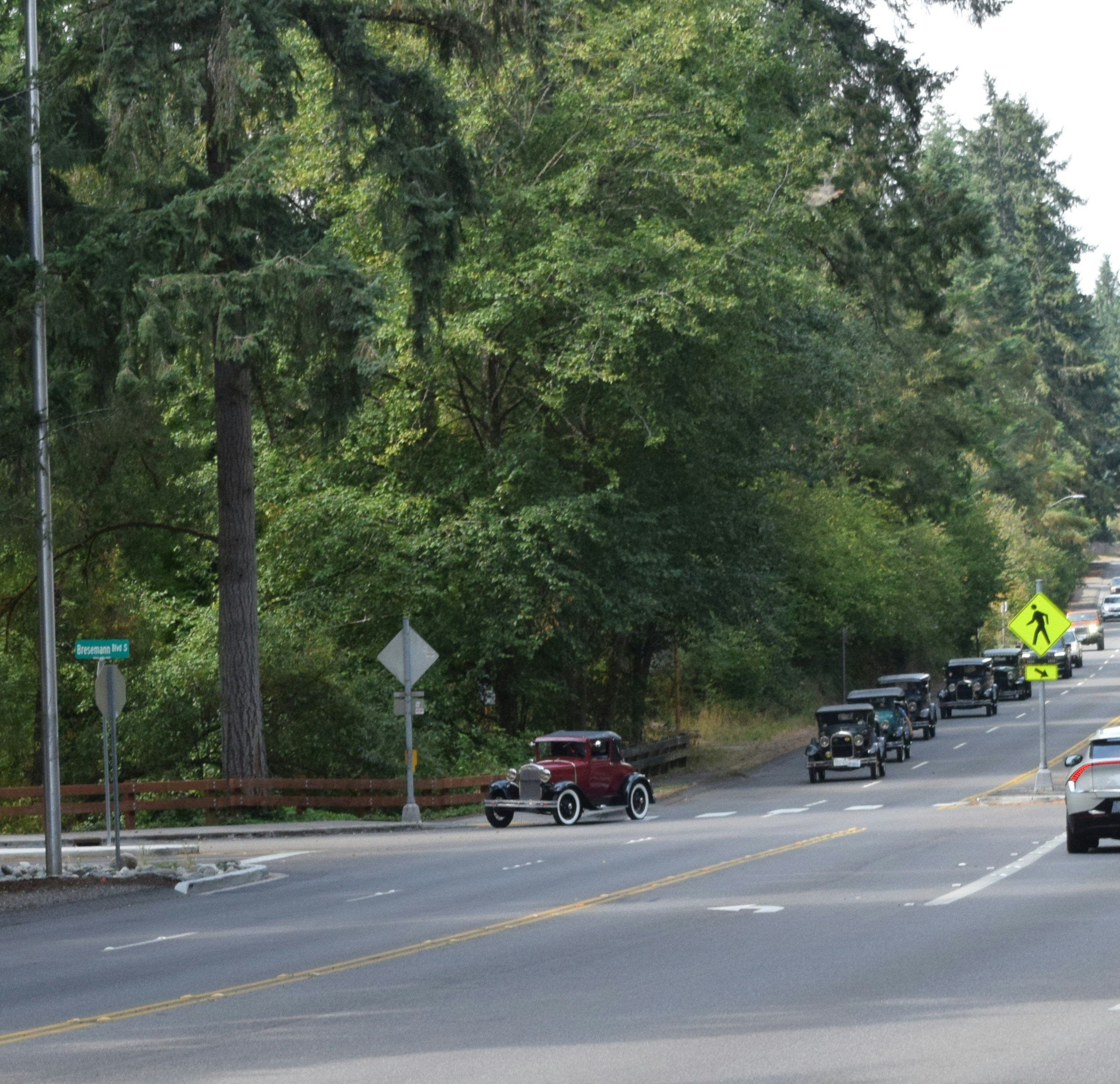 A line of vintage cars drives down a tree-lined road.