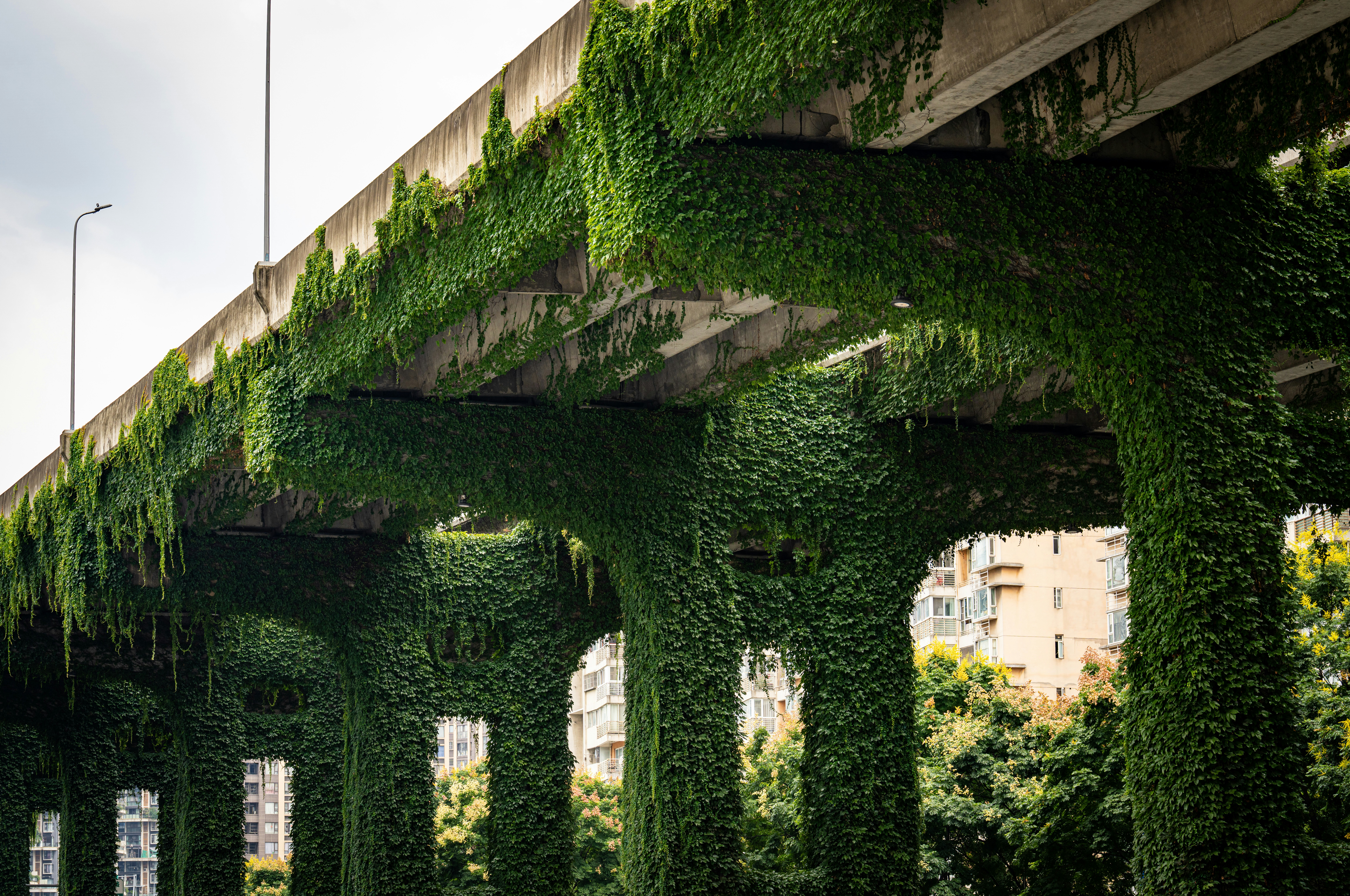 Concrete bridge supports covered in lush green ivy