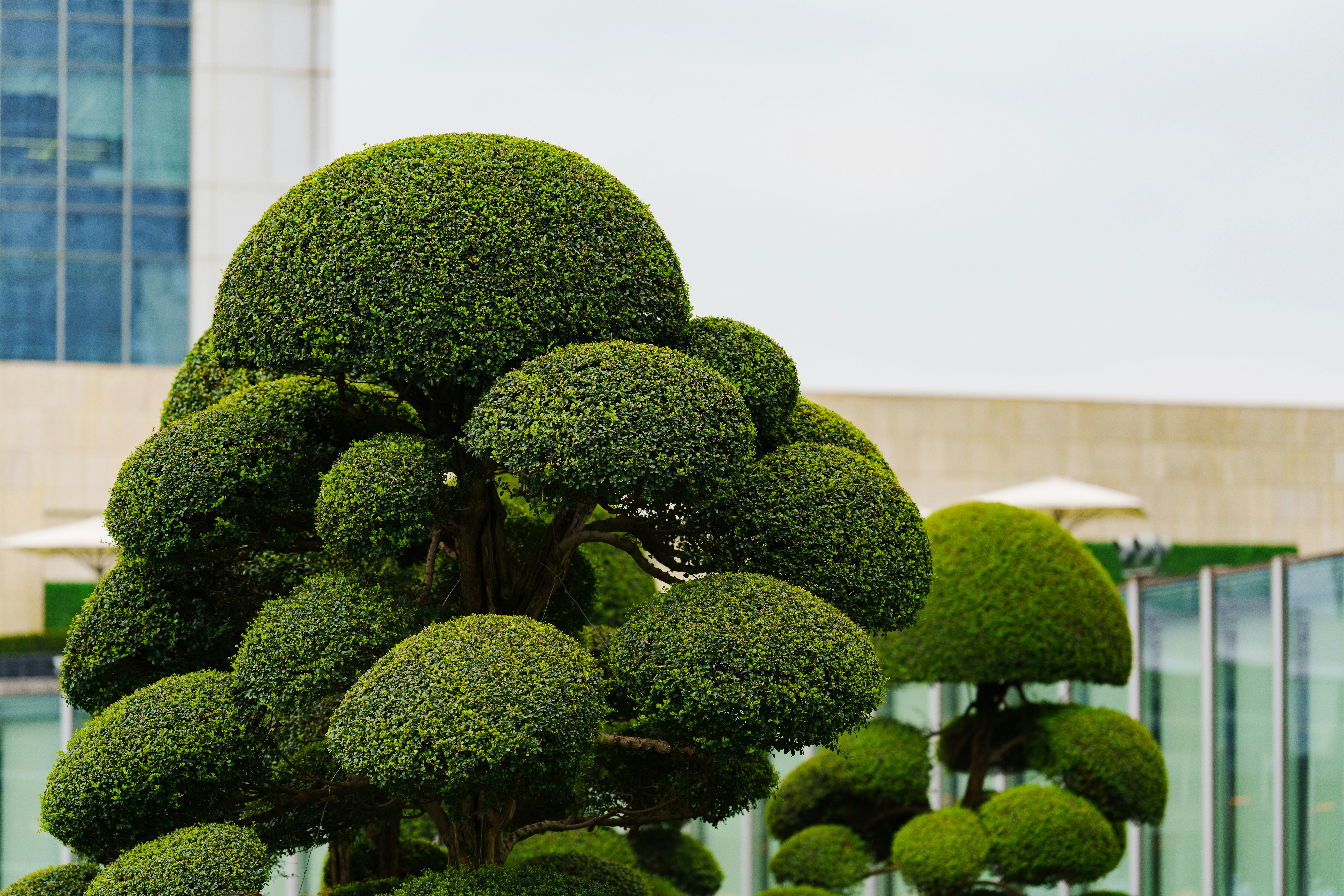 A meticulously shaped green topiary tree in an urban setting.