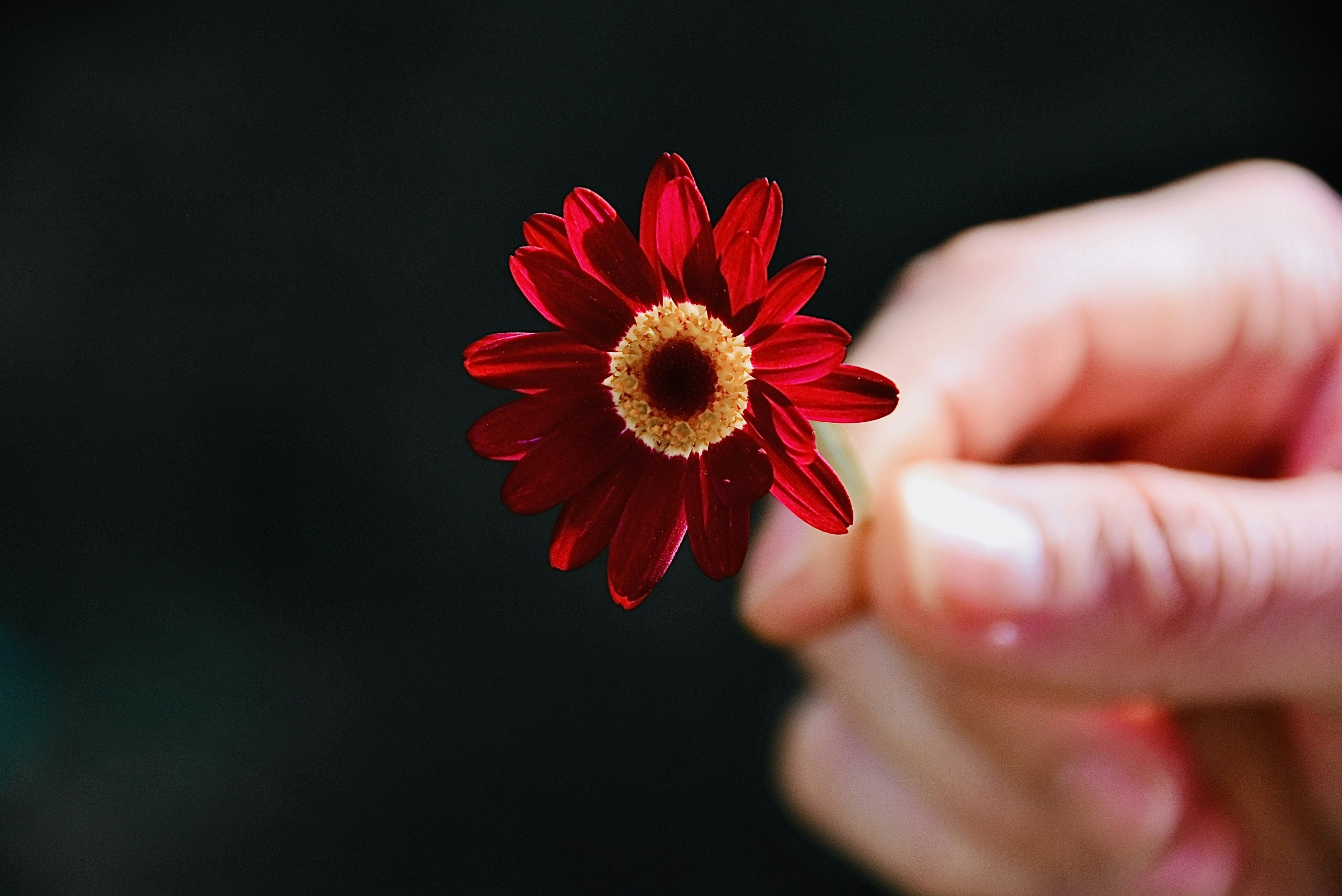 Photo by harveyabayasiri