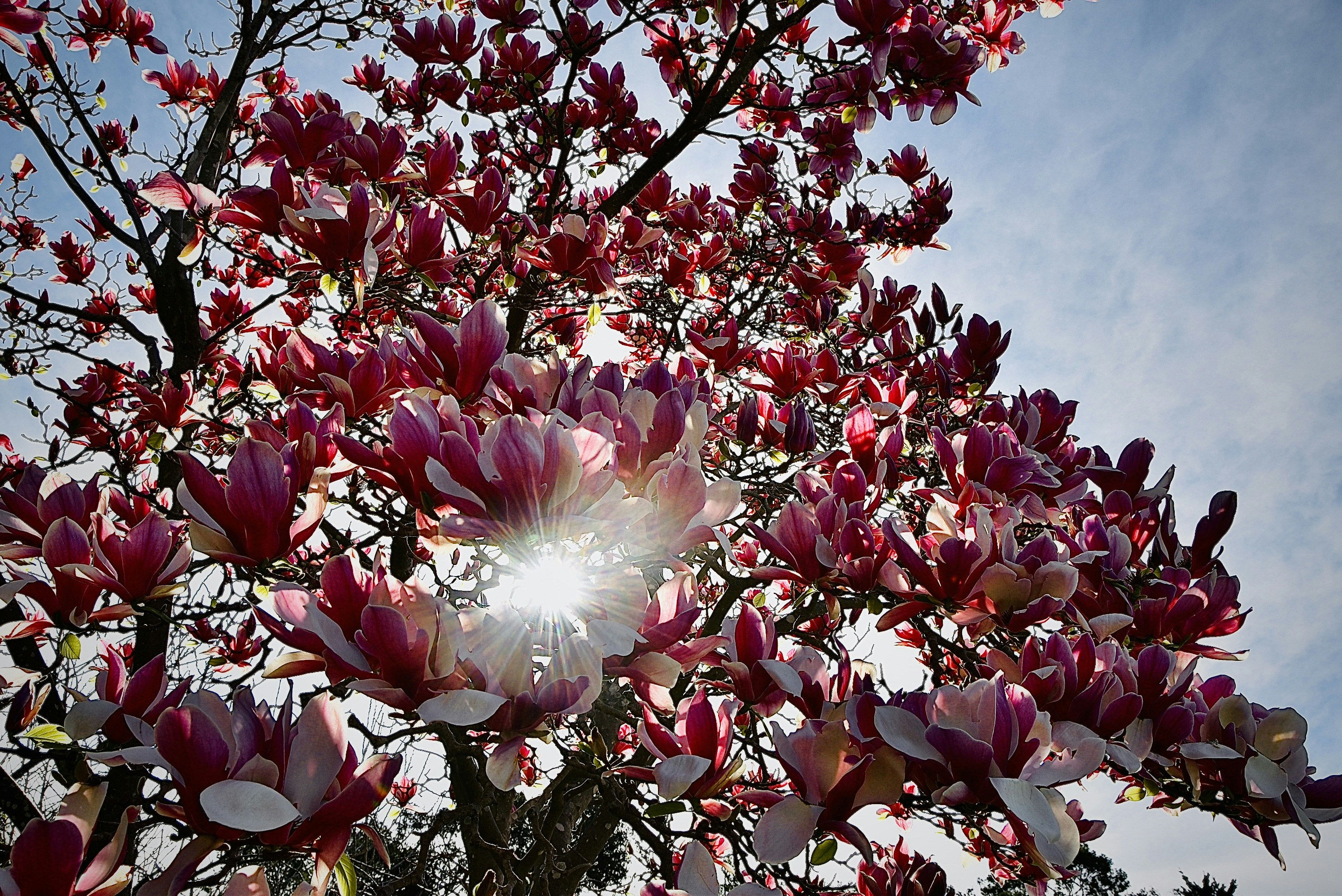 푸른 하늘을 배경으로 피어난 분홍색 목련