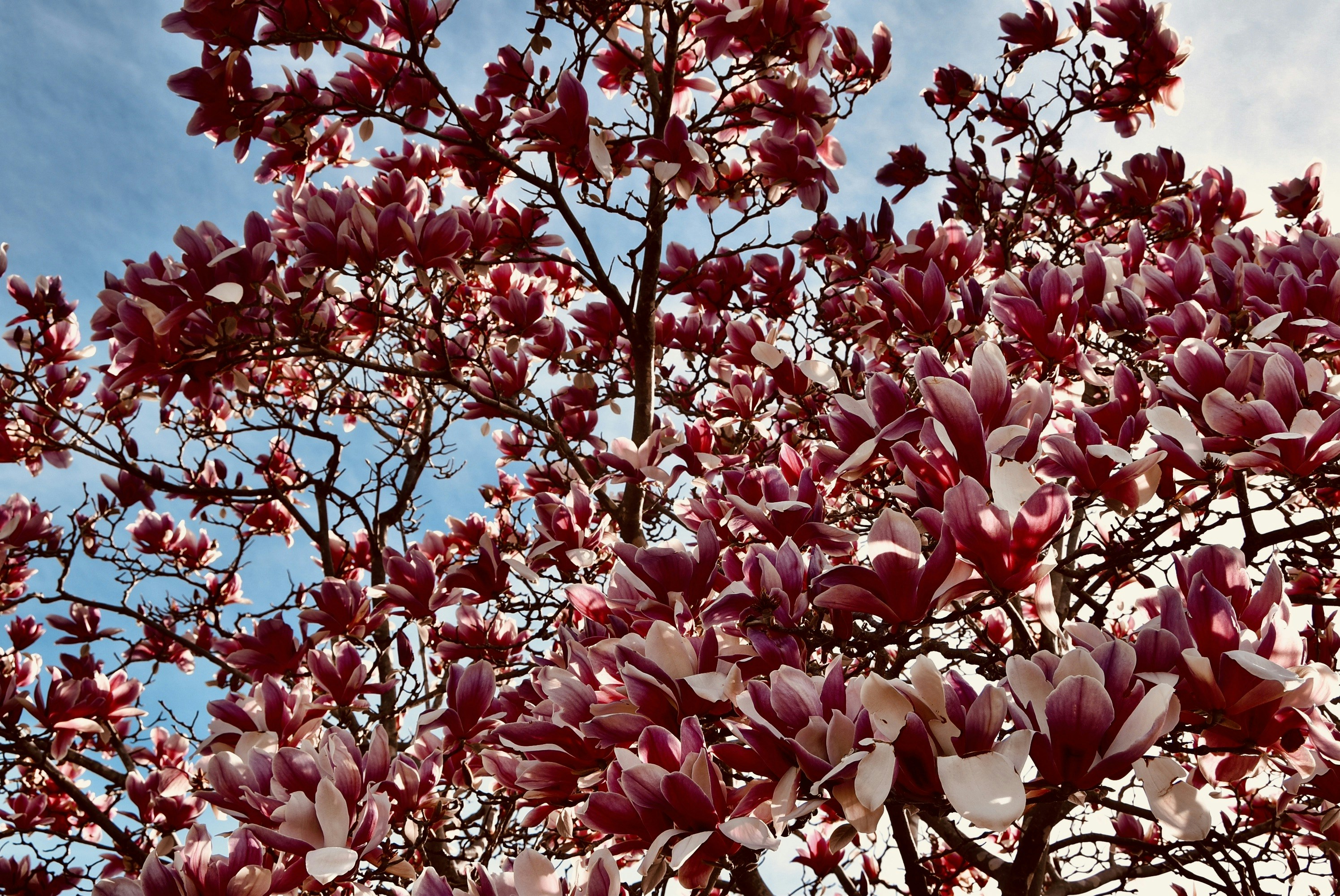 푸른 하늘을 배경으로 피어난 분홍색 목련