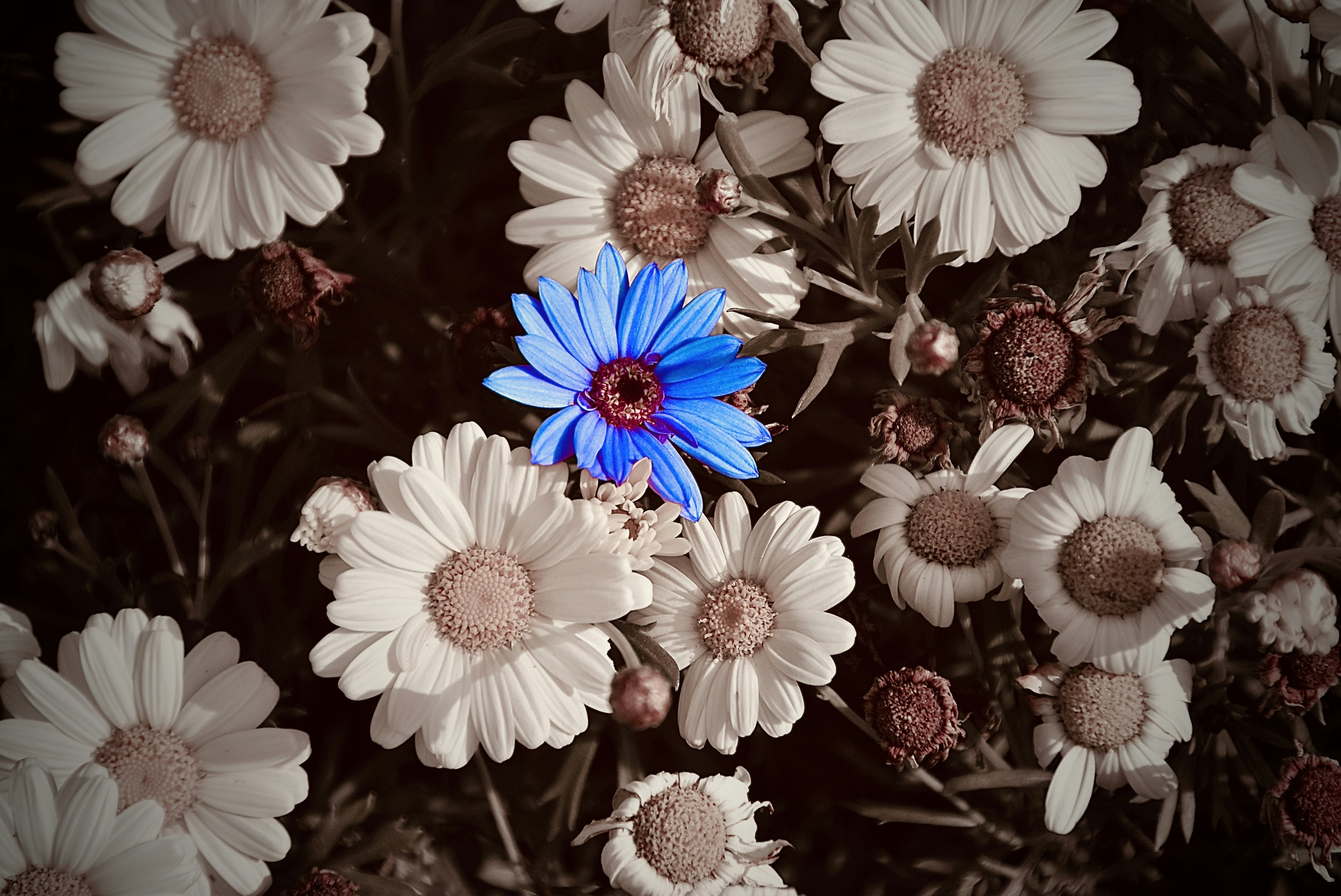 흰 꽃 사이에 파란색 꽃 한 송이가 눈에 어둡니다.