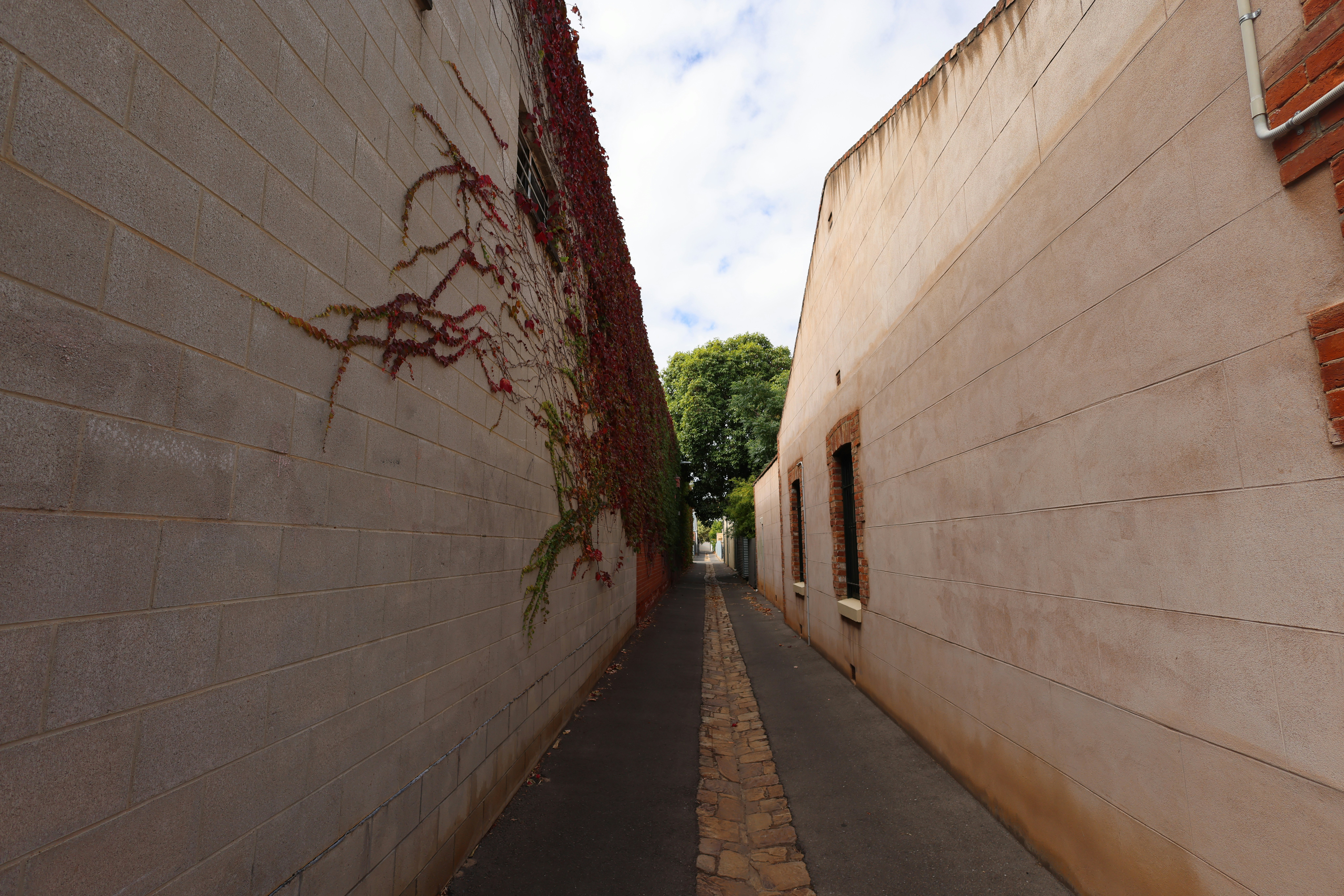 Narrow alleyway between two buildings with ivy