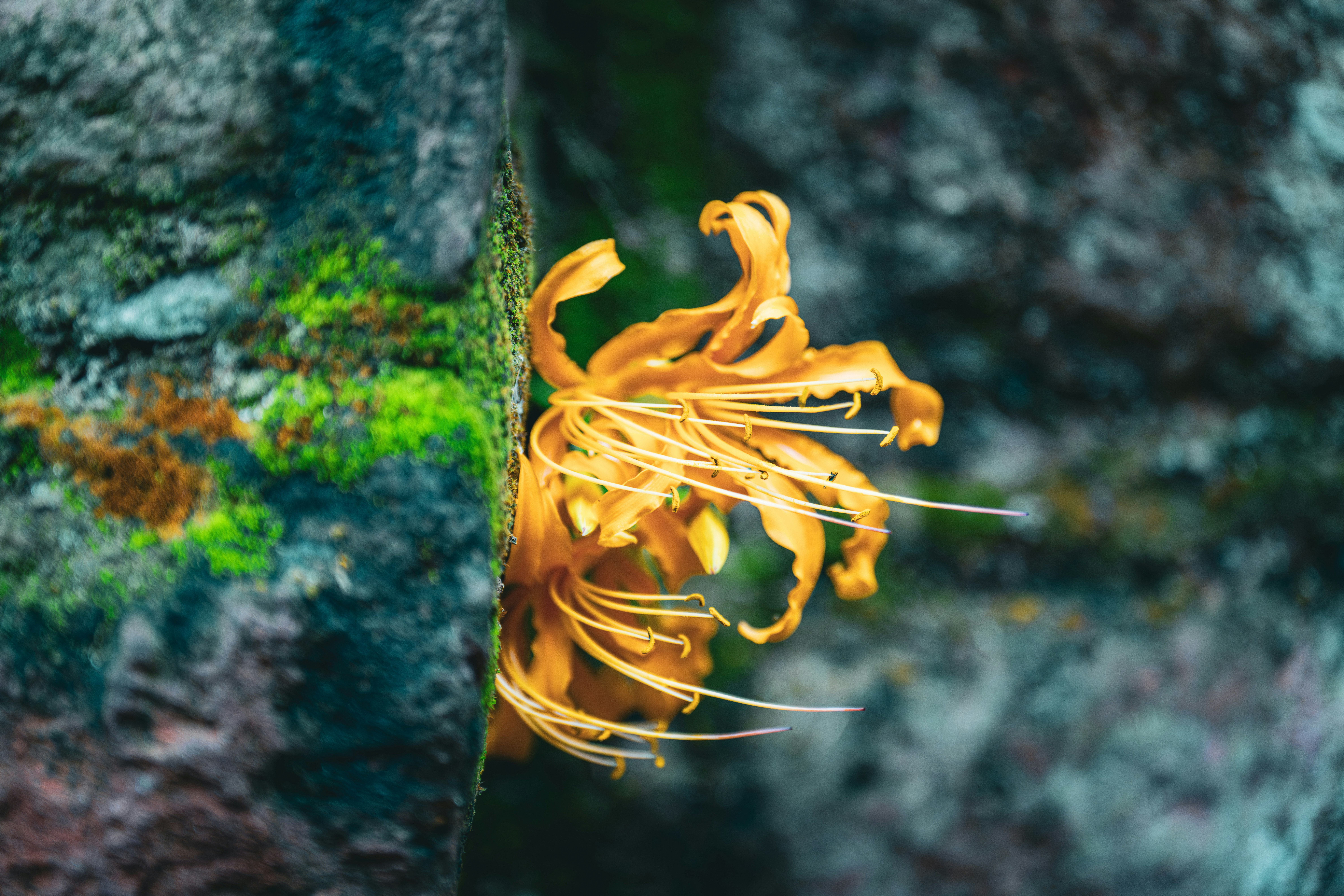 A vibrant orange flower grows on a mossy rock.