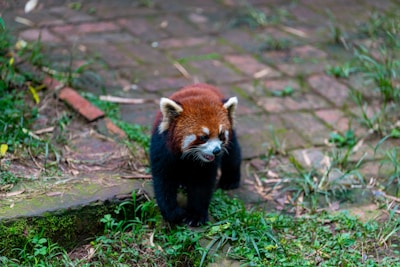 A red panda walks on a brick path.