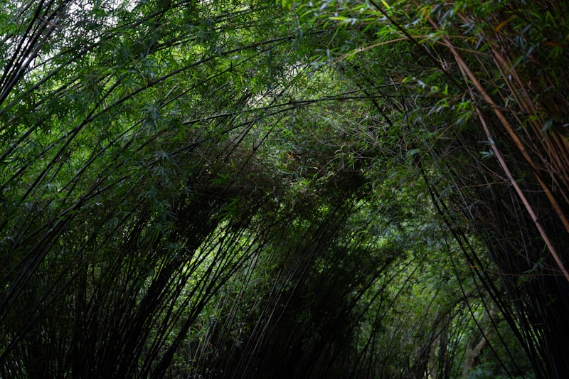 Chuanxi Bamboo Sea