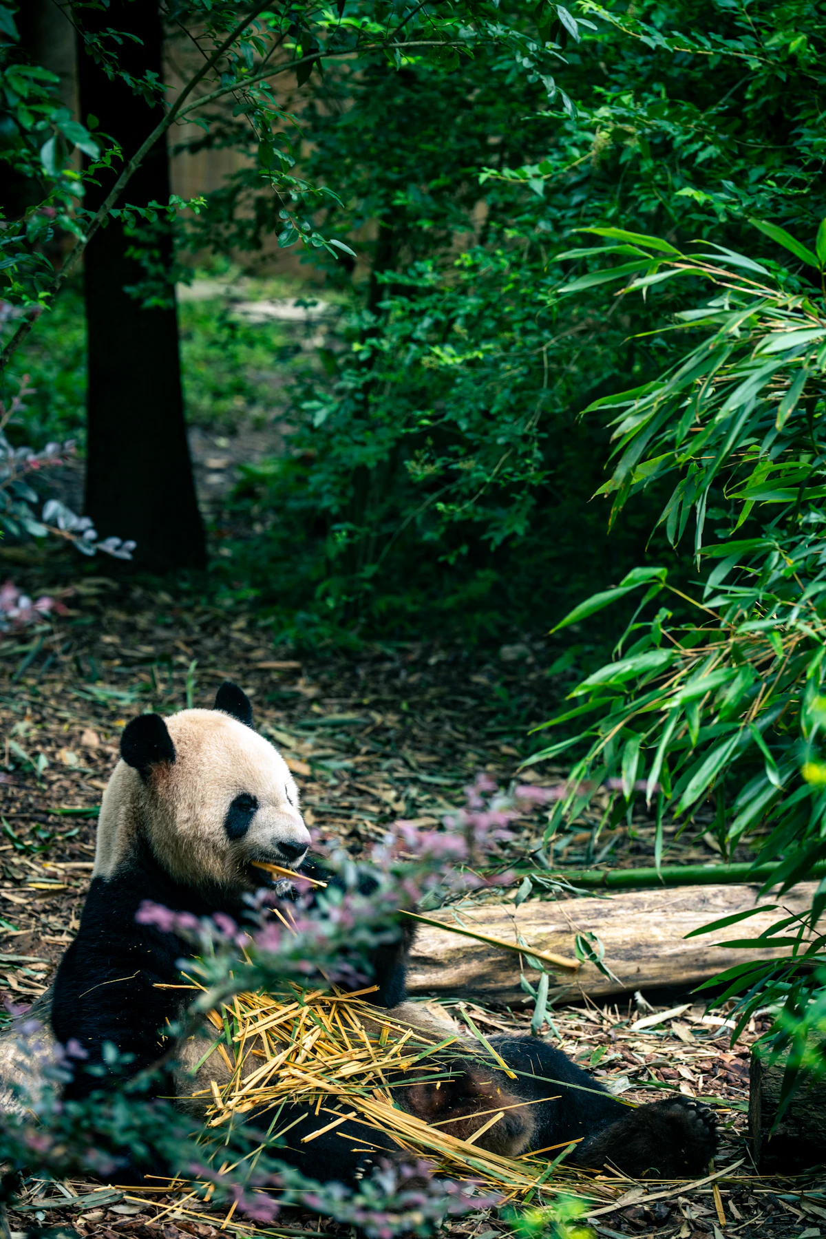 Chengdu