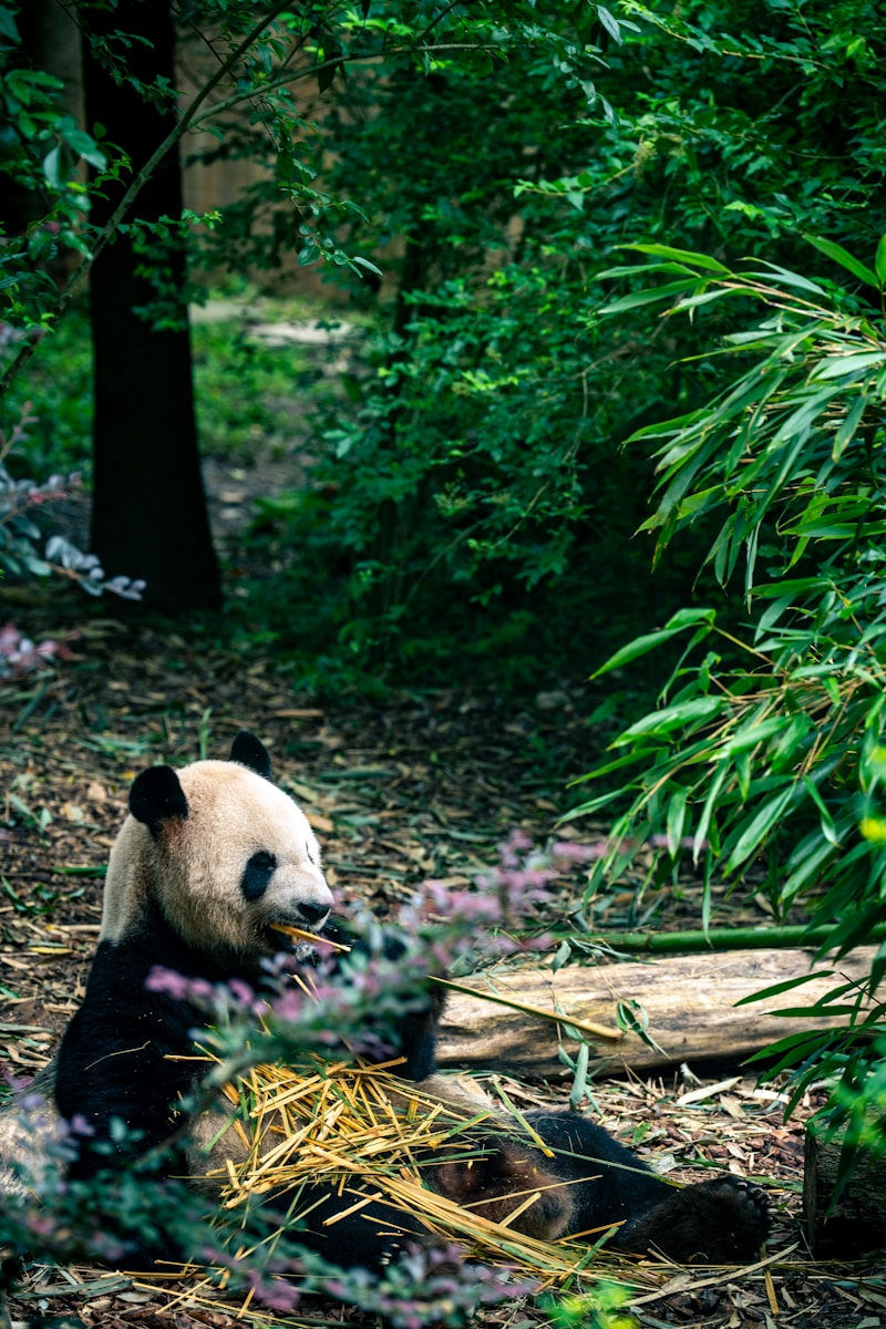 Dujiangyan Panda Valley