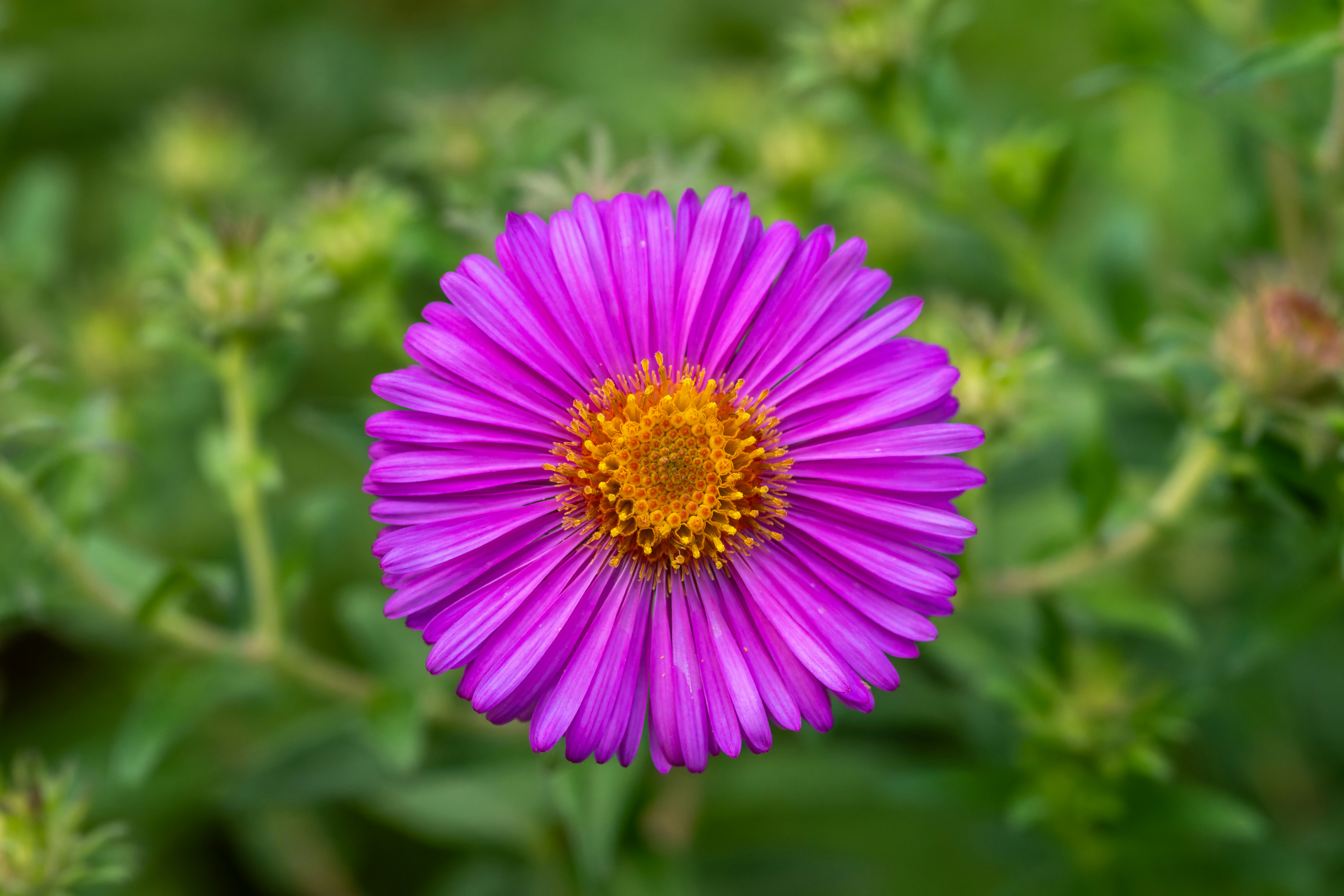 Photo by siegfriedpoepperl