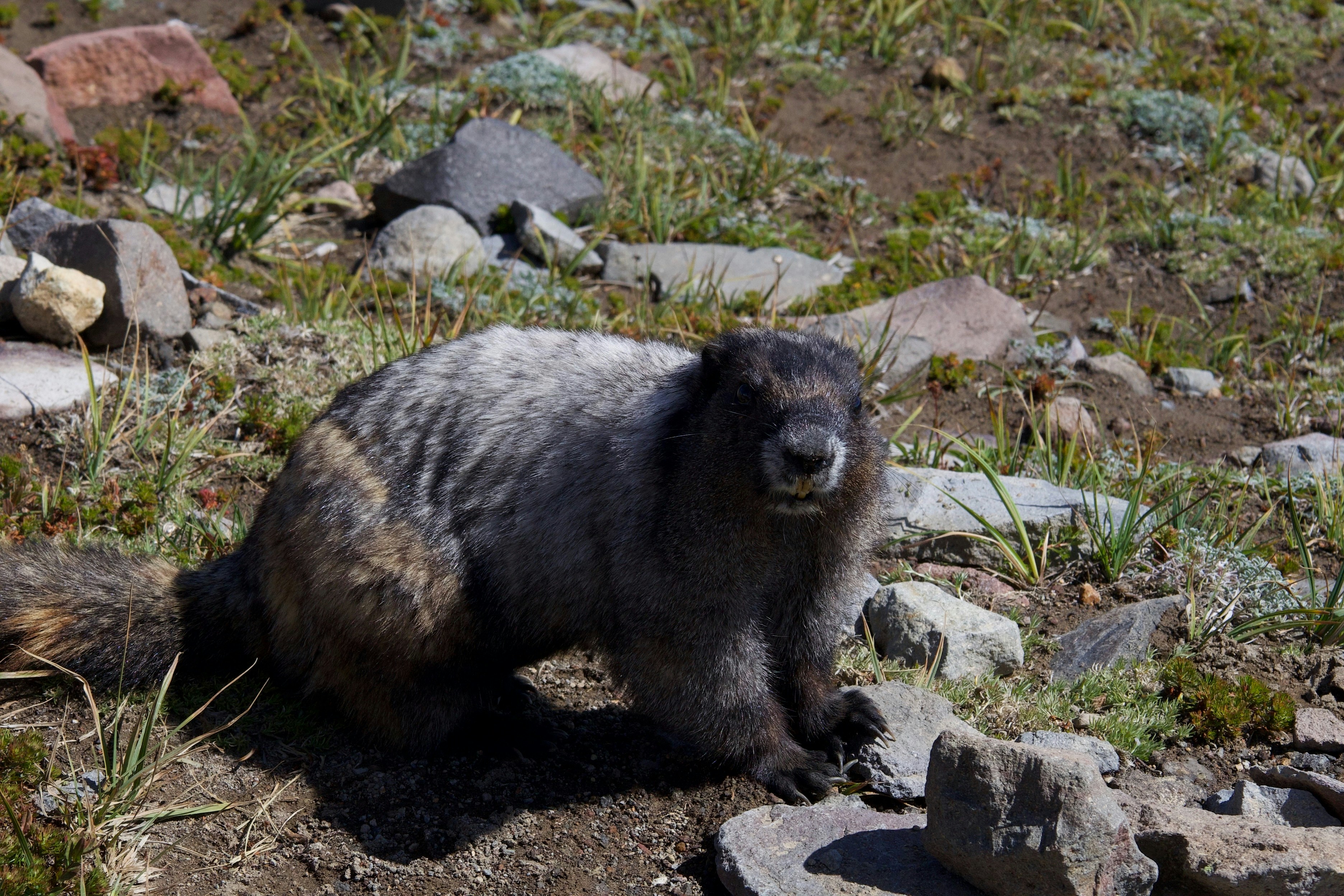 Photo by whopperlover