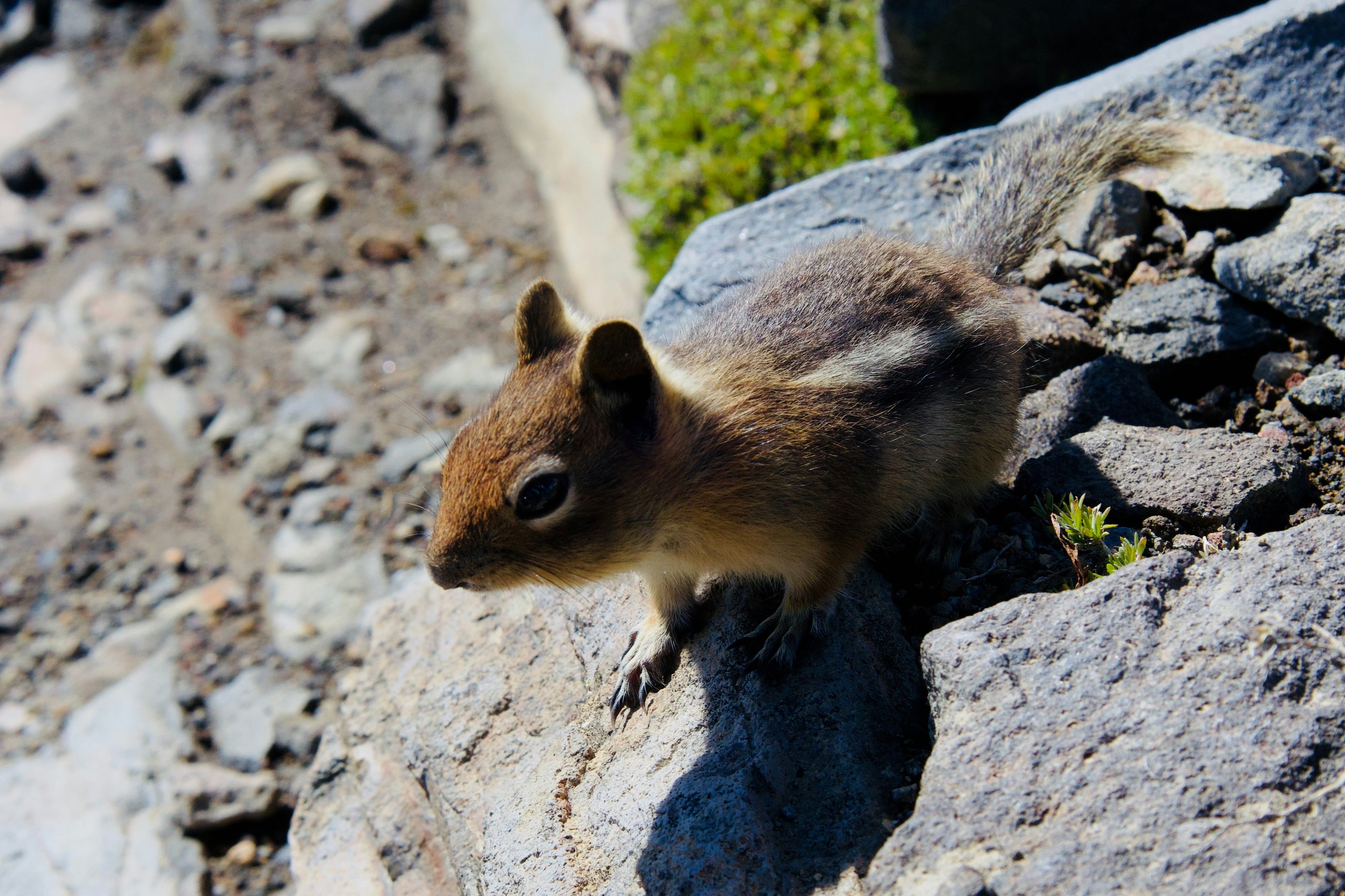 Photo by whopperlover