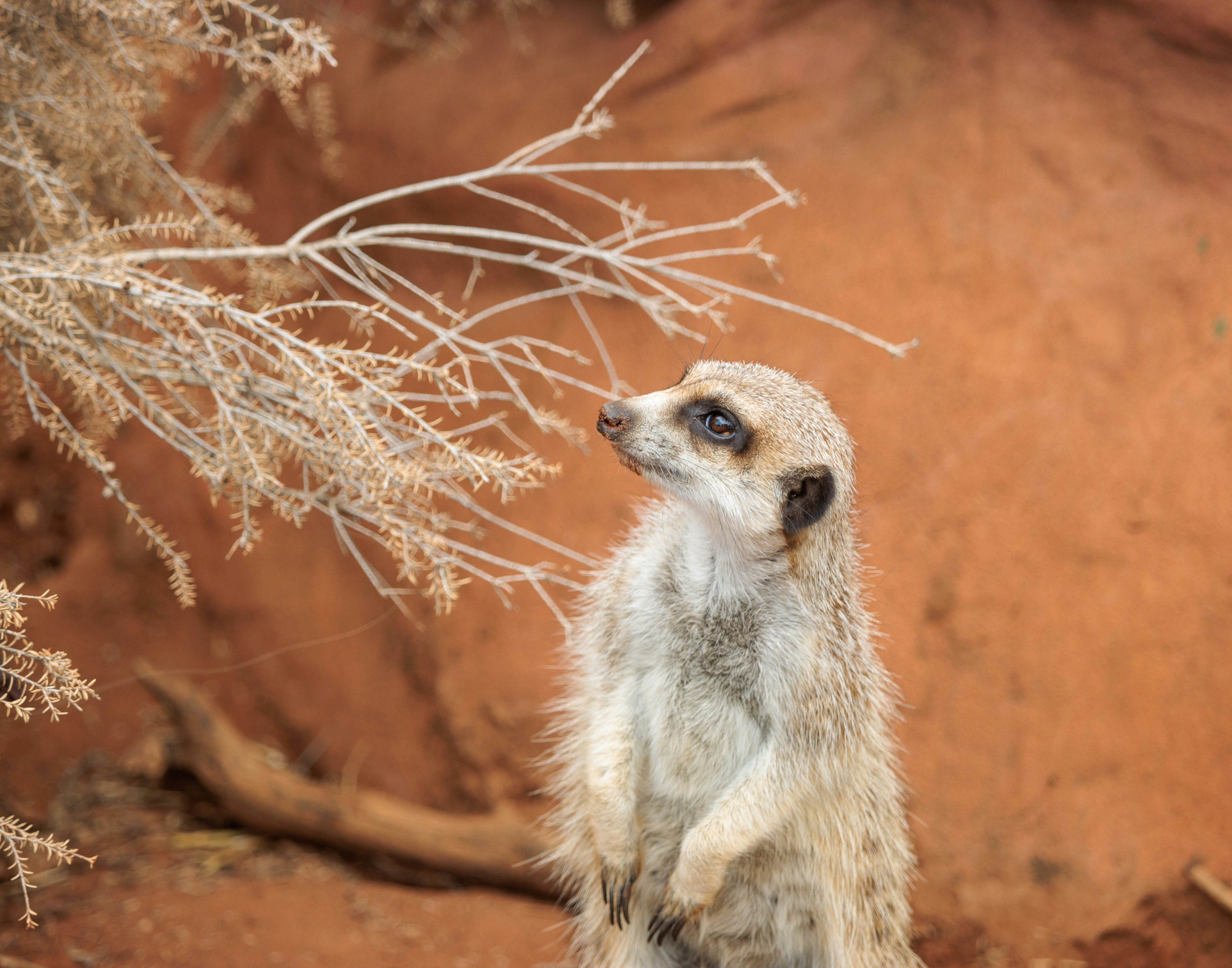 Um suricato fica alerta perto de galhos secos e terra vermelha.