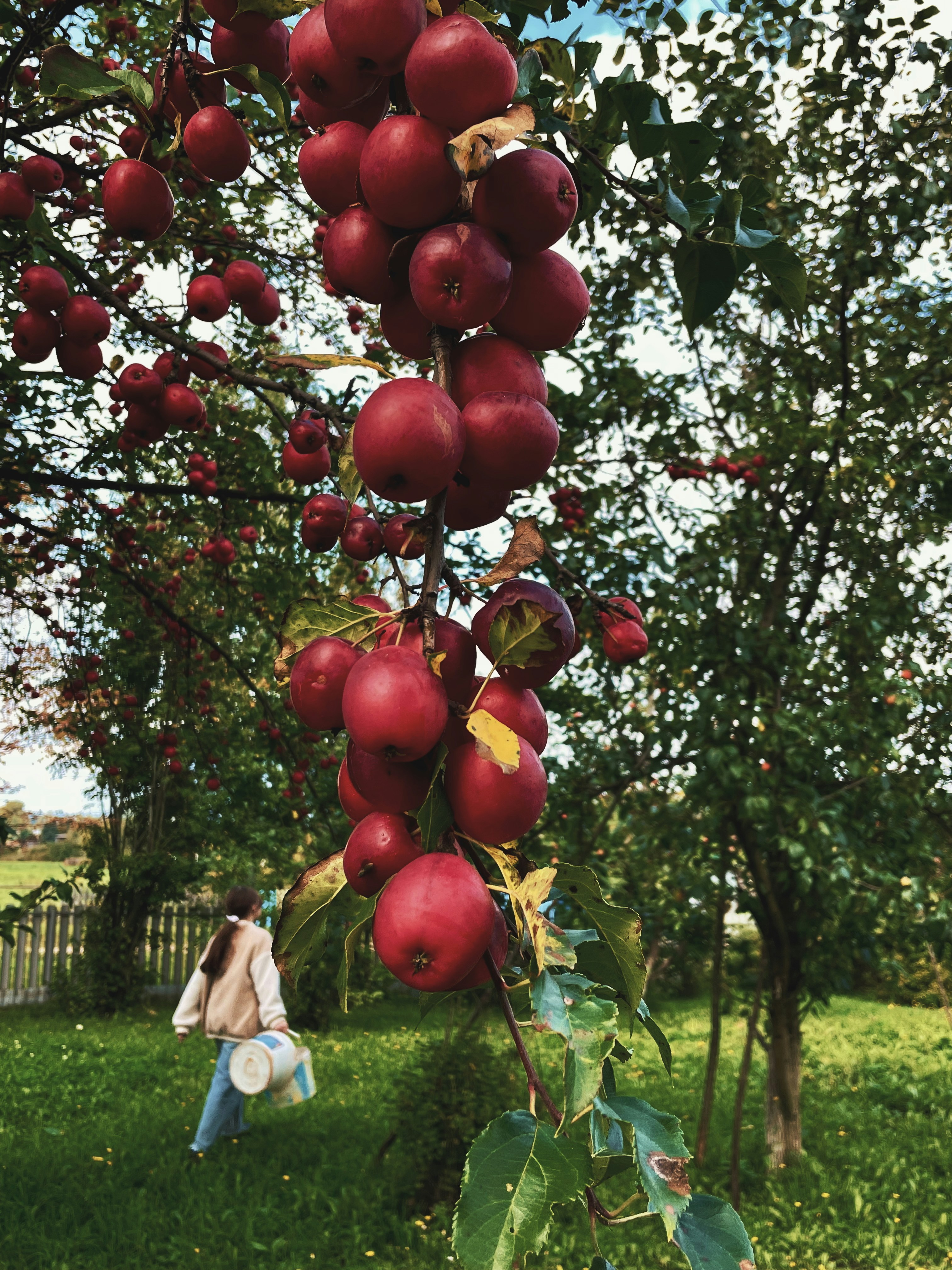 Red apples hang from a tree branch in a garden.