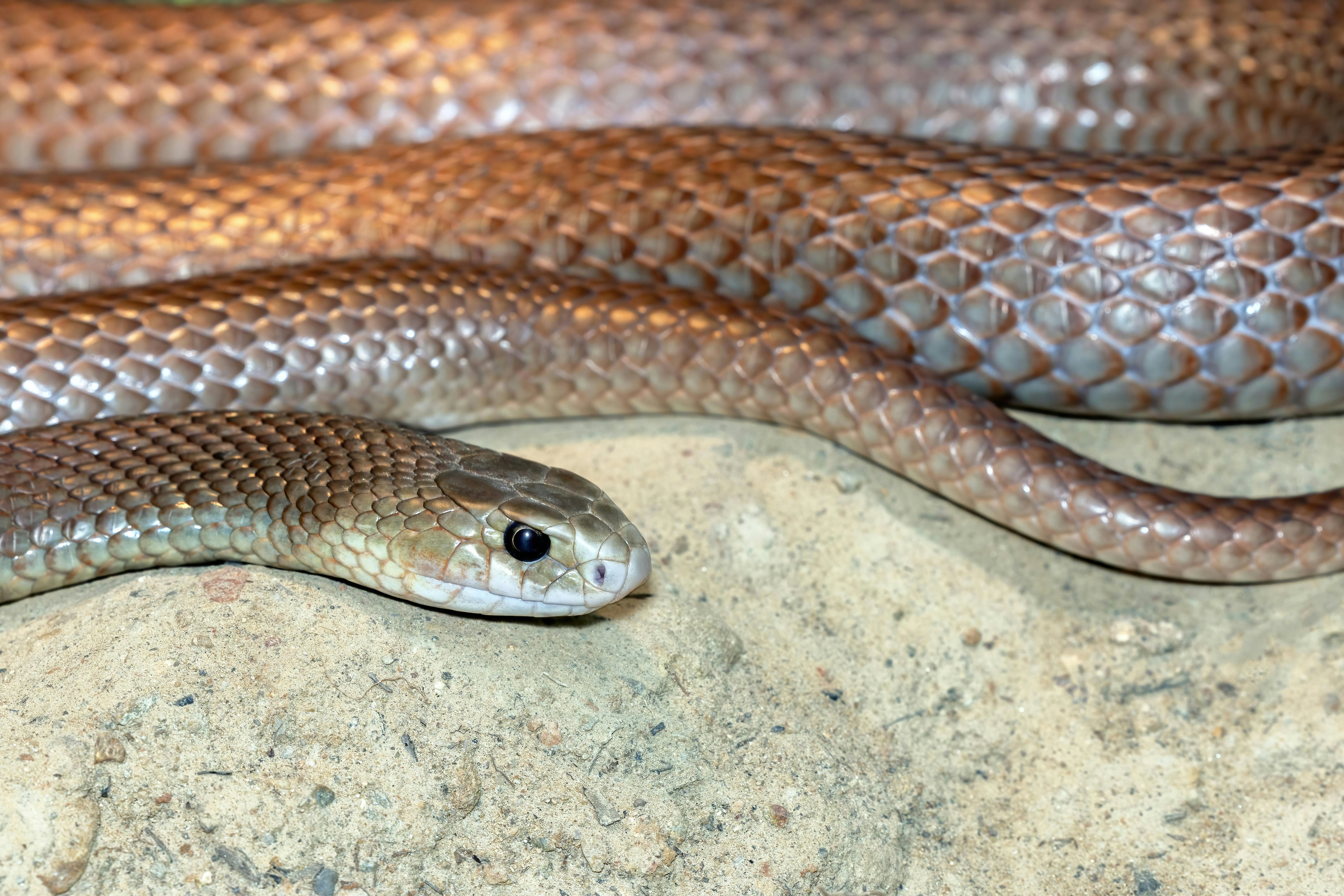 オーストラリアの蛇(爬虫類)写真図鑑 オーストラリアの蛇(爬虫類)写真図鑑 日本ヘビ類大全 | 株式会社誠文堂