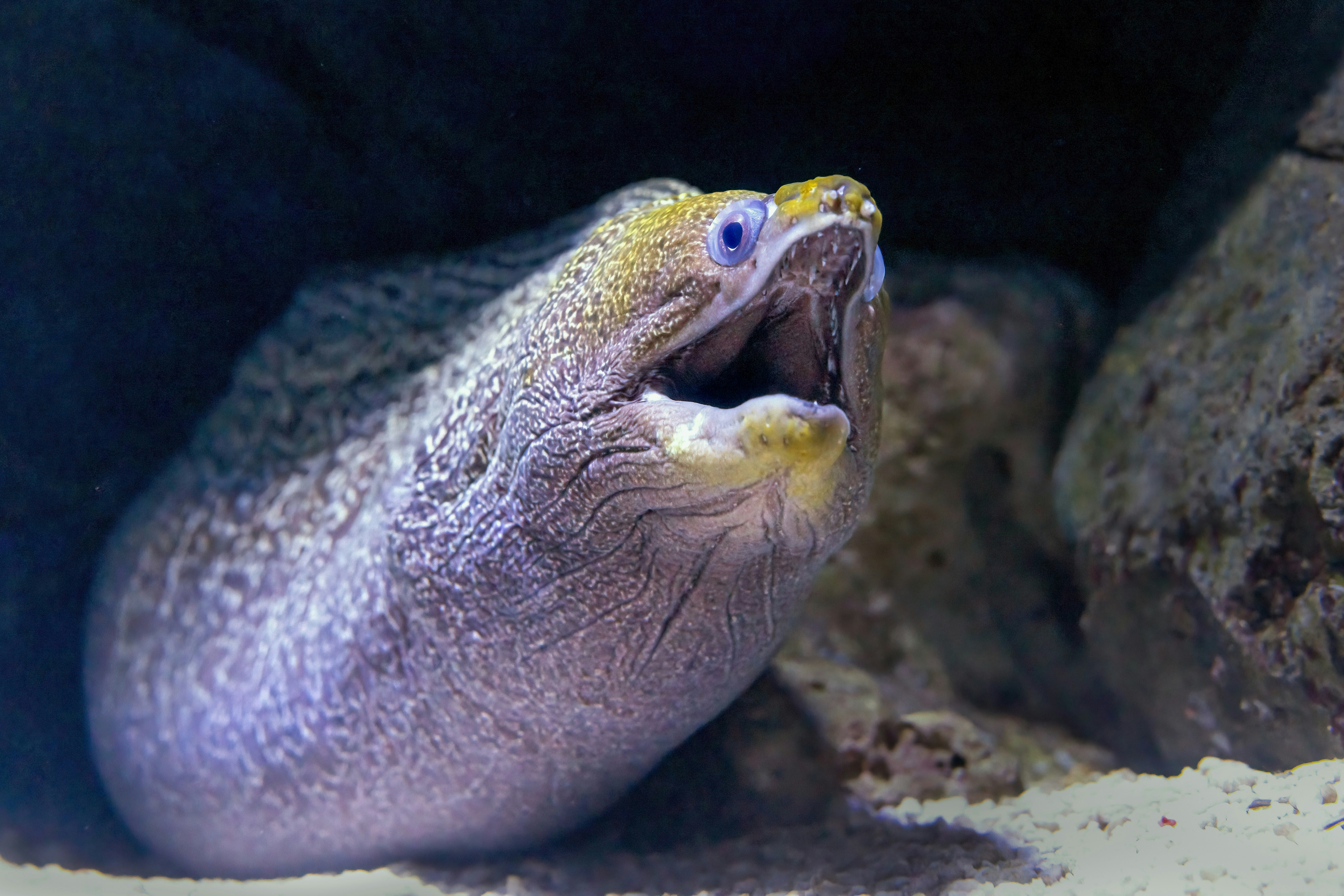A moray eel with mouth open in rocky underwater cave
