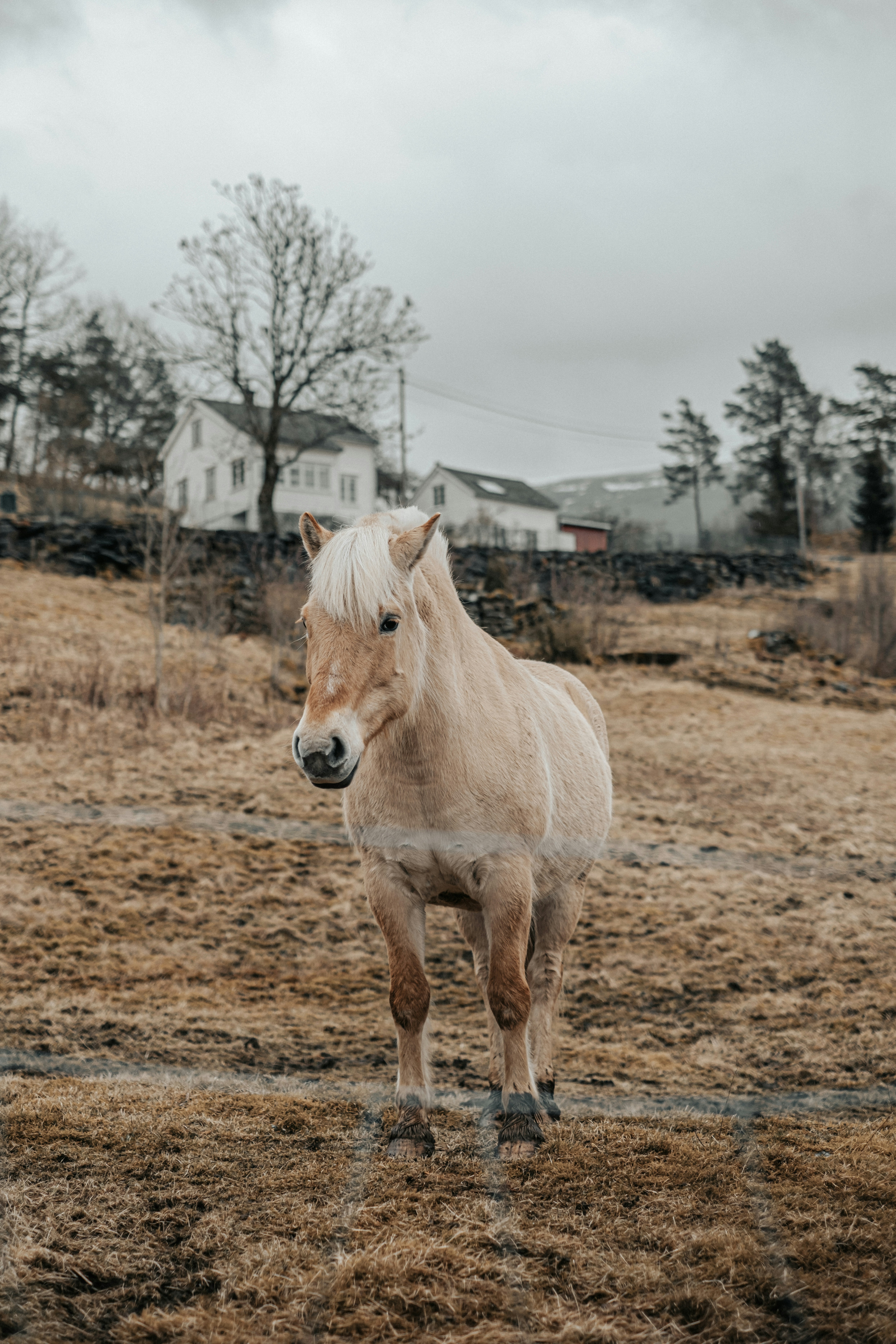 A light-colored horse stands in a dry, grassy field