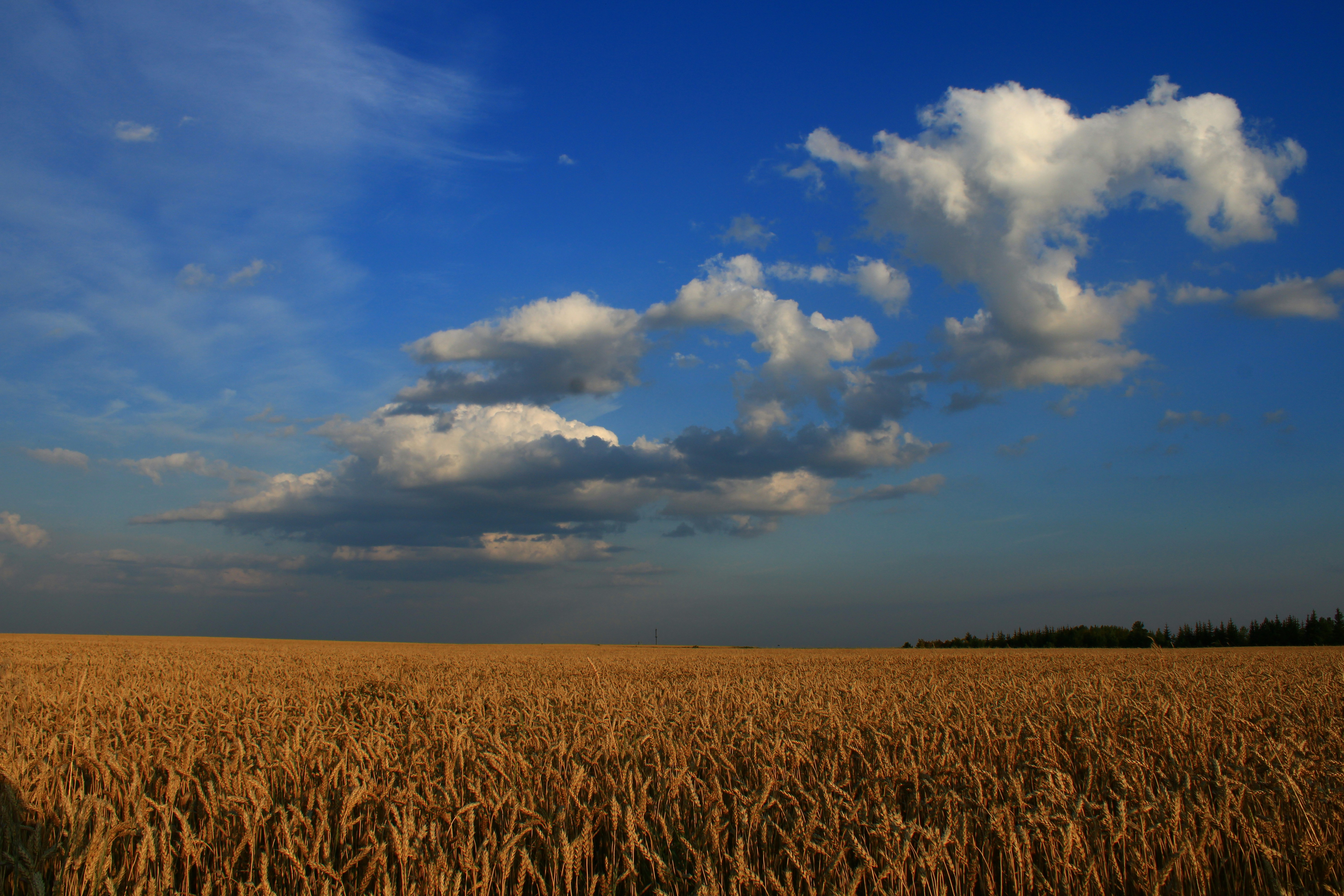 Golden wheat fields under a blue sky, symbolizing Illinois agriculture - vodka in Chicago