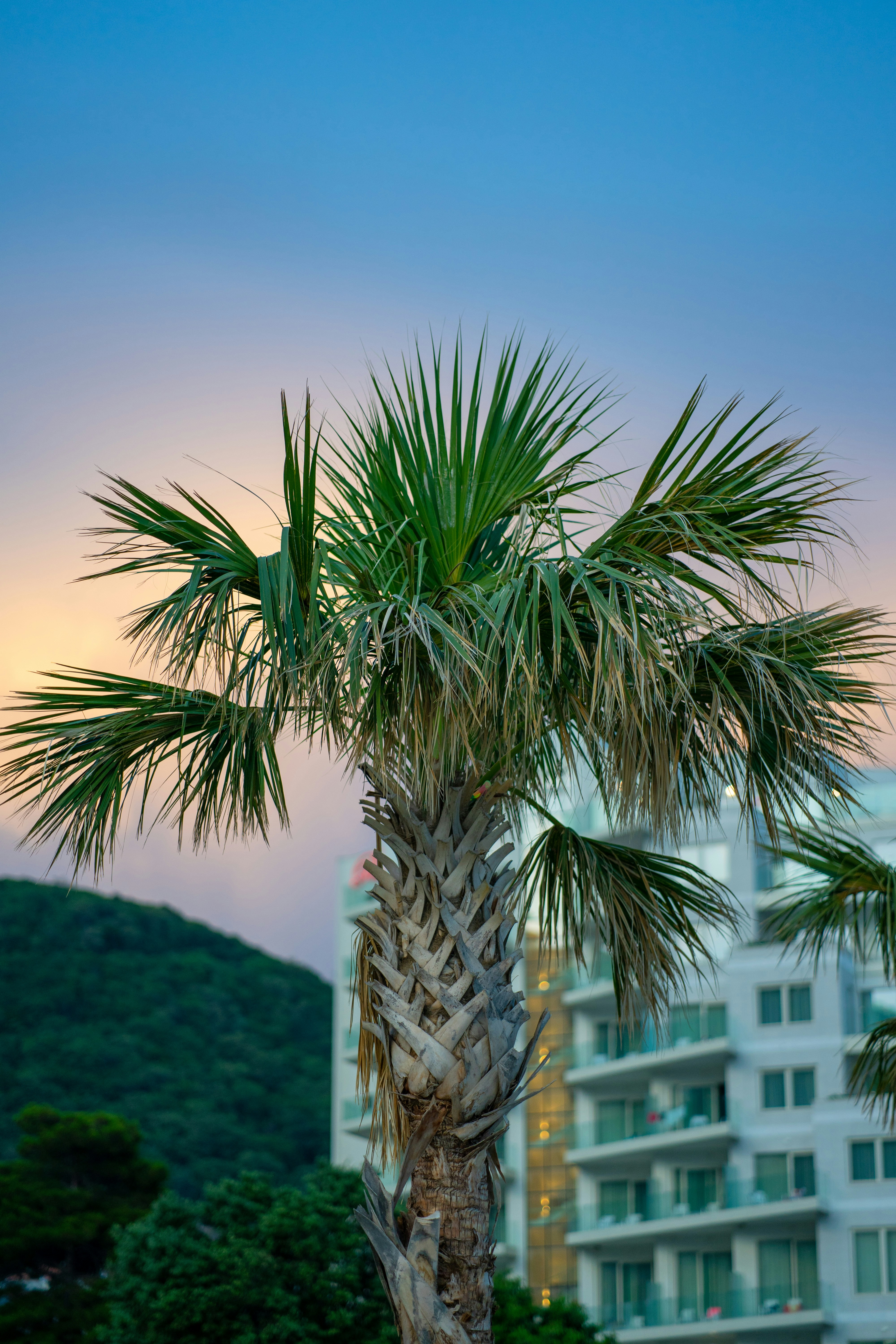 Palm tree in front of a hotel at dusk