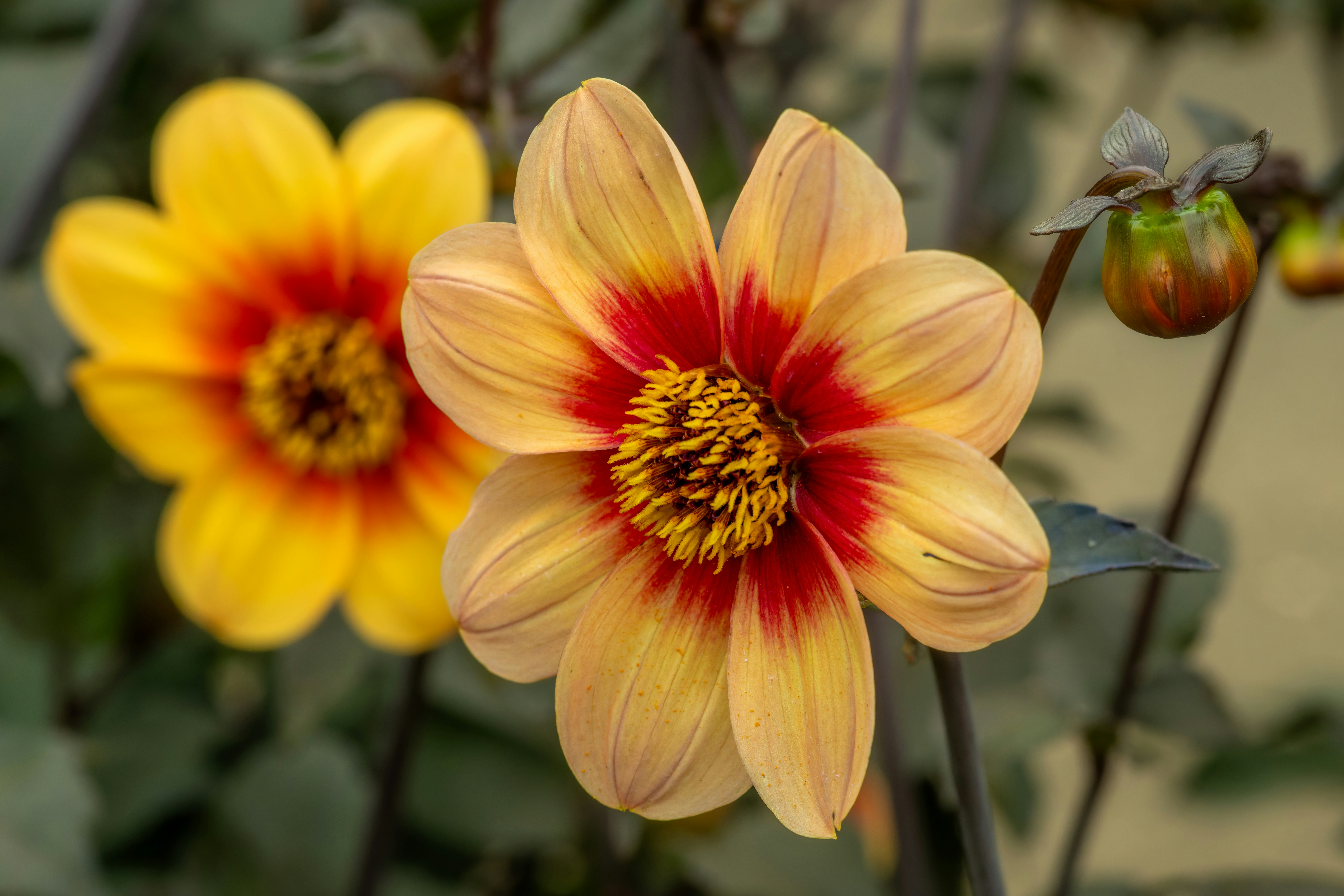 Photo by siegfriedpoepperl