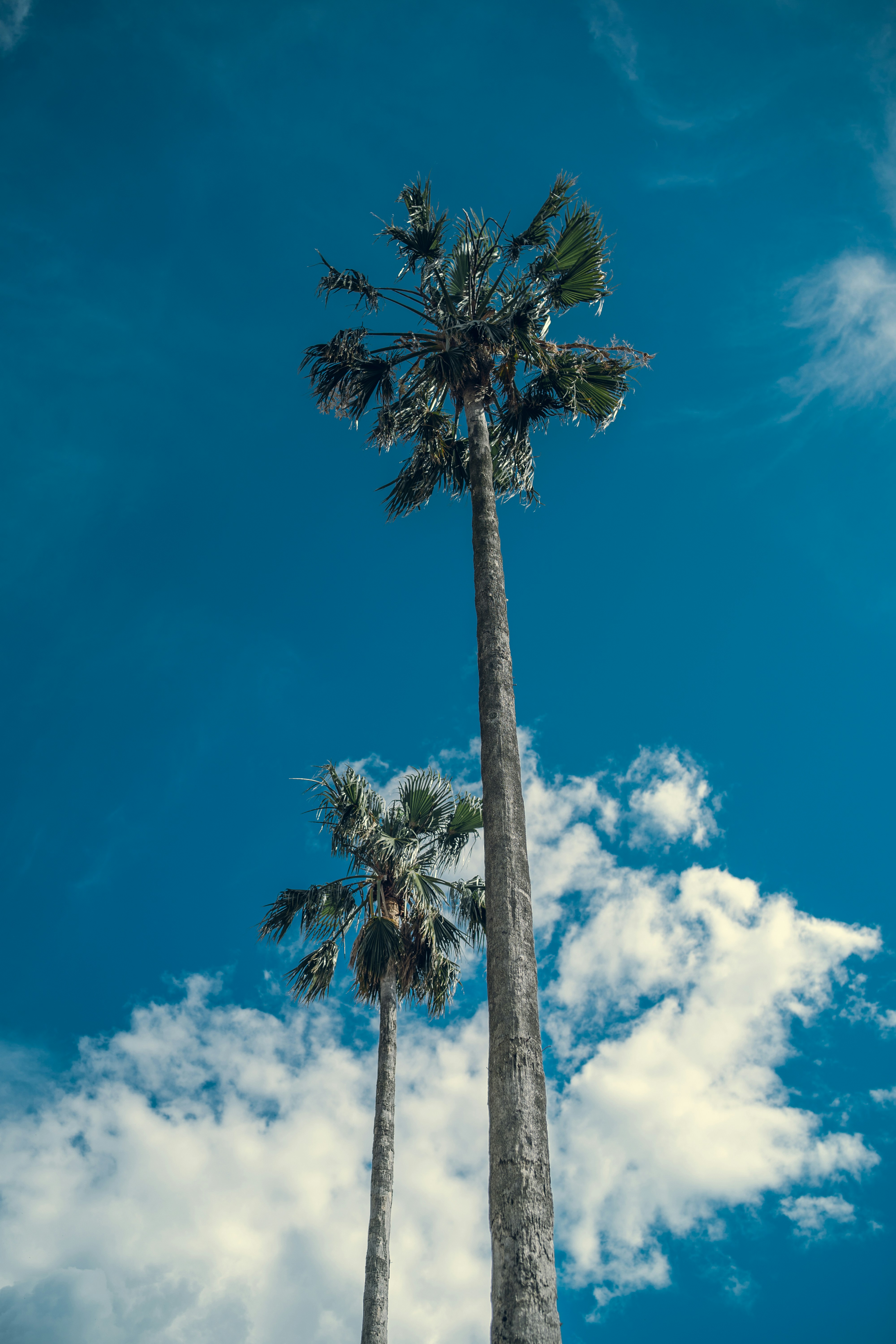 Two tall palm trees against a blue sky.