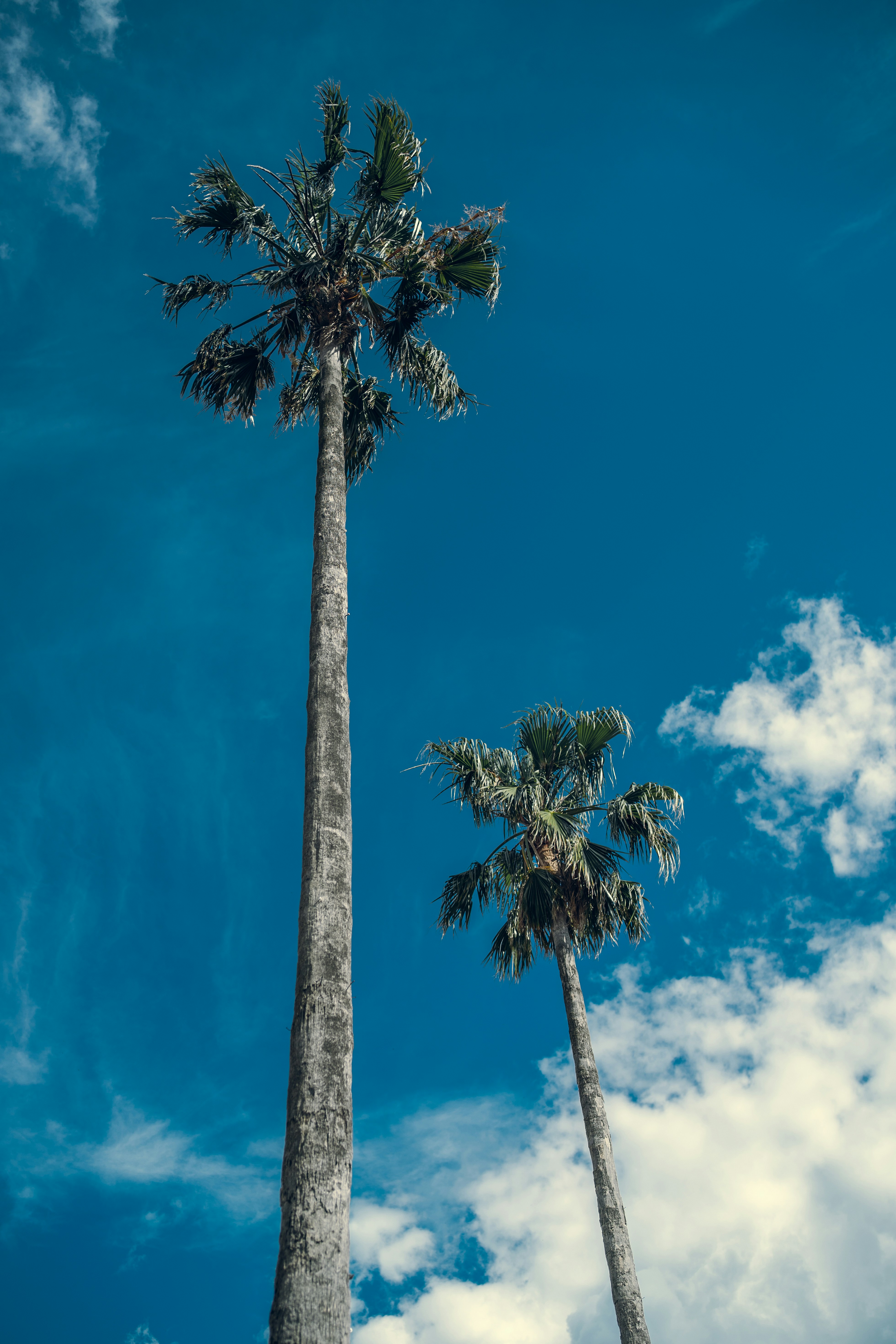 Two tall palm trees against a bright blue sky.