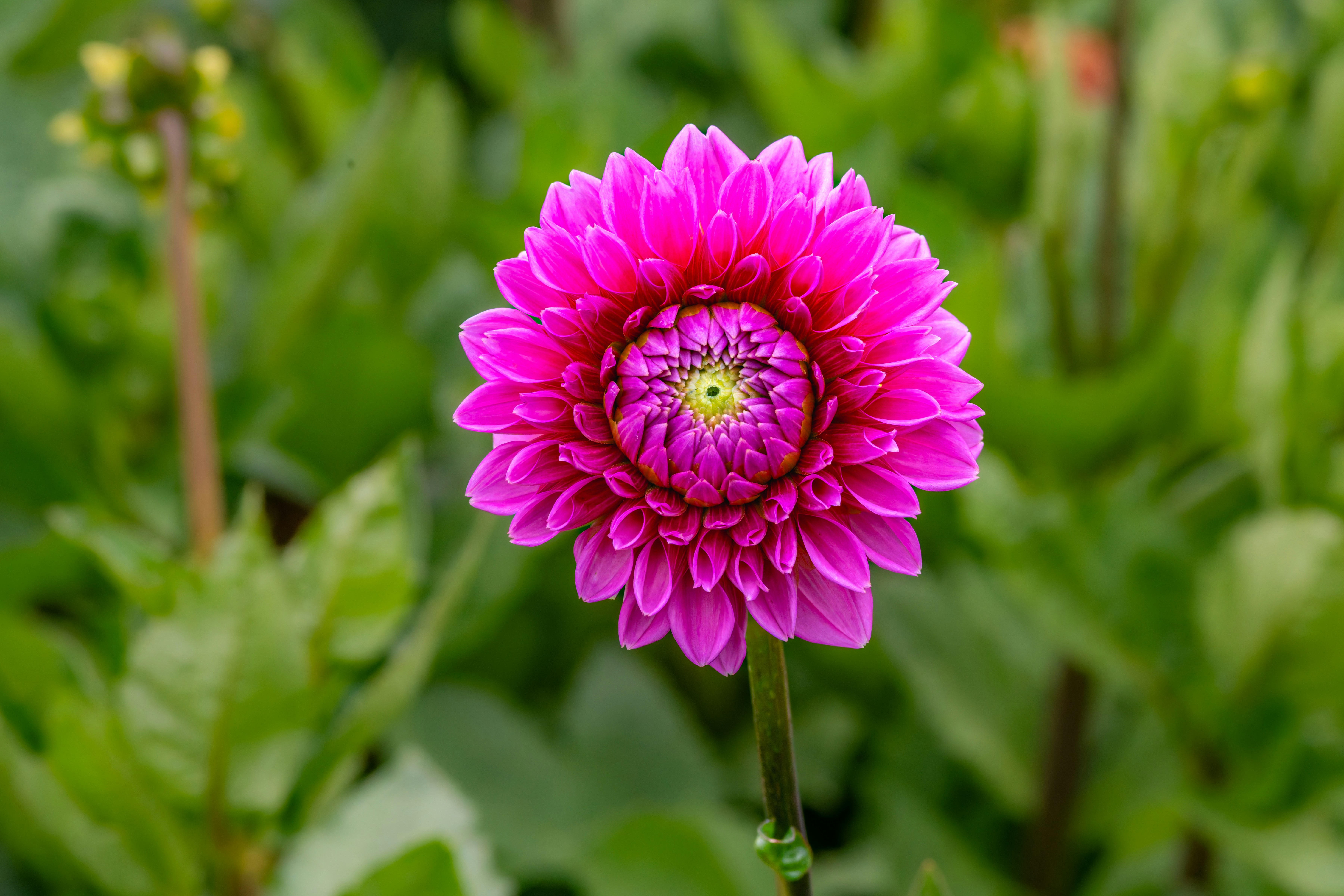 Photo by siegfriedpoepperl