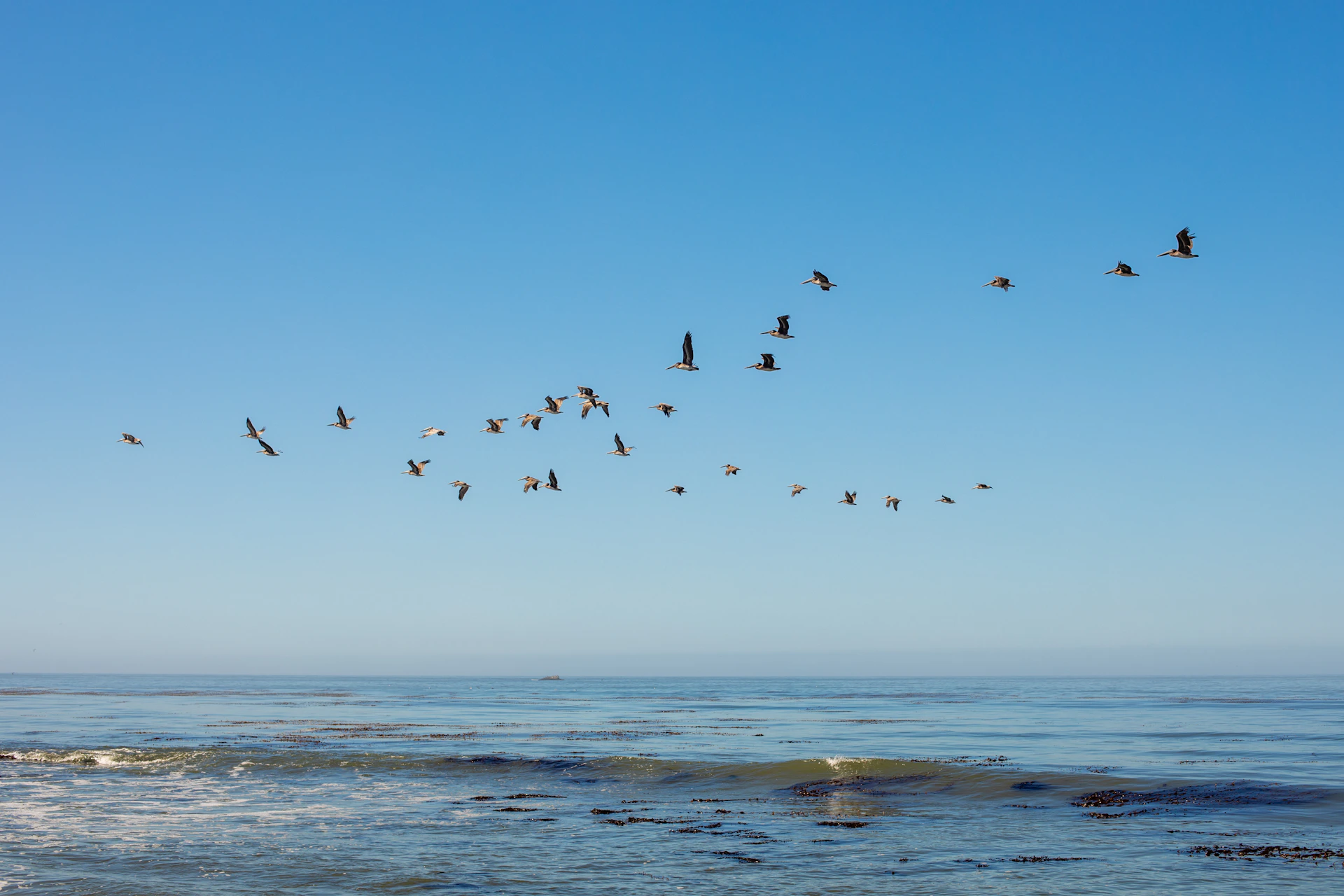 Flock of birds flying over the ocean