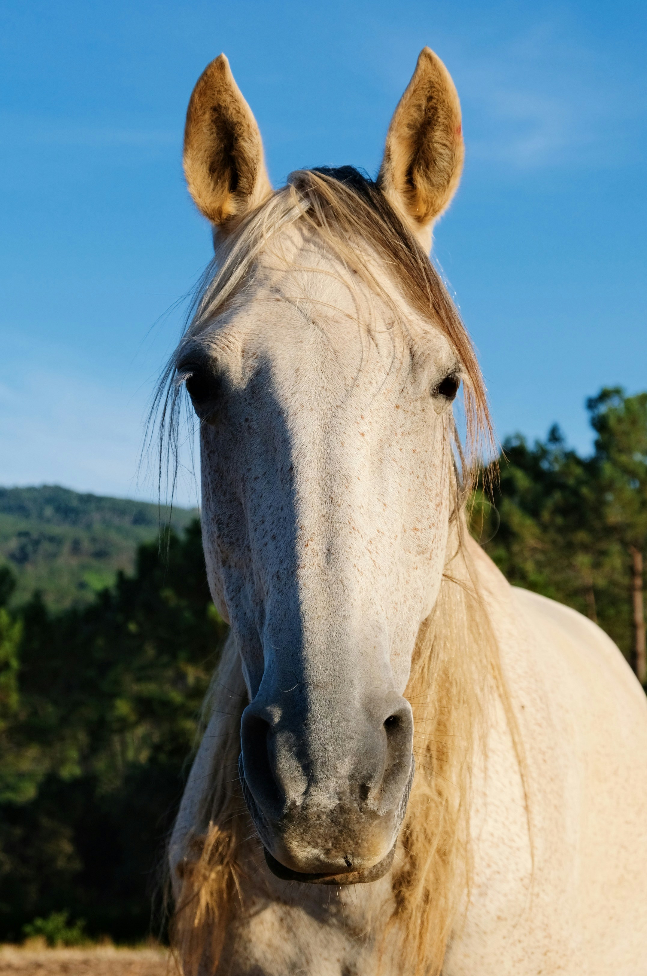 Close-up of a white horse's face