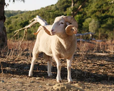 A ram with large curled horns stands in a dry field.