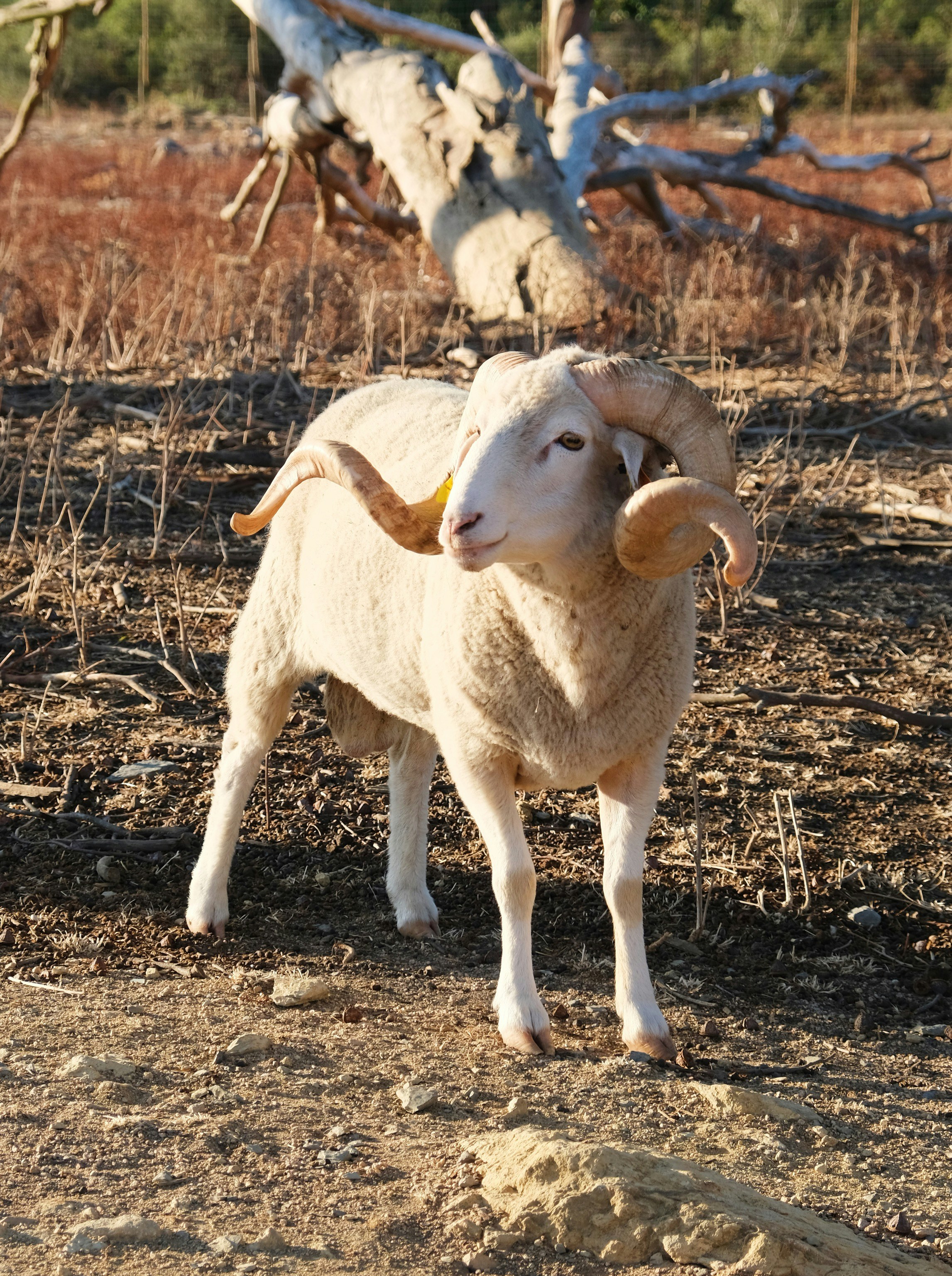 Ram with large curved horns in dry landscape.