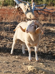 Ram with large curved horns in dry landscape.
