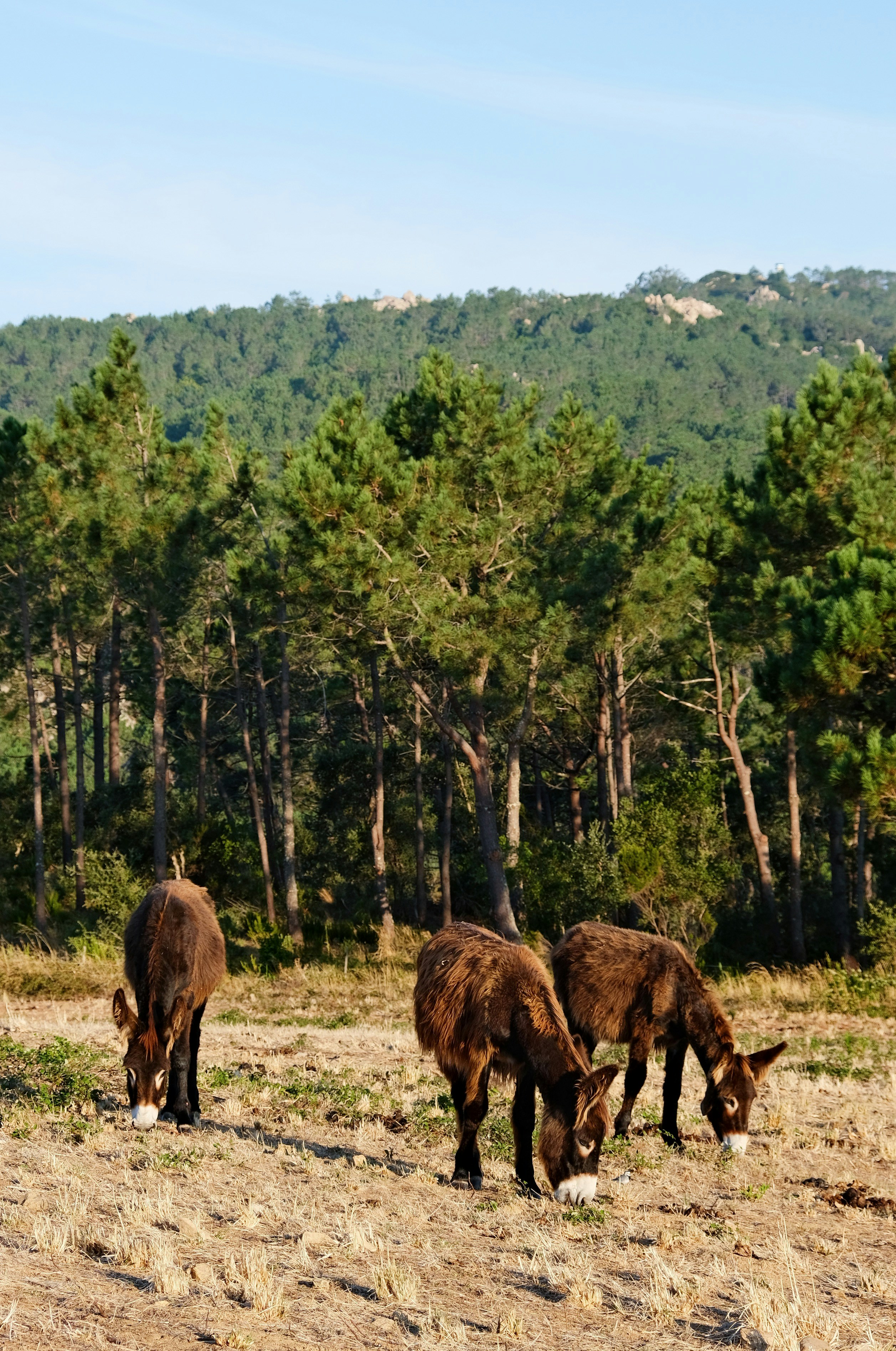 Three donkeys grazing in a dry field with trees behind trees.