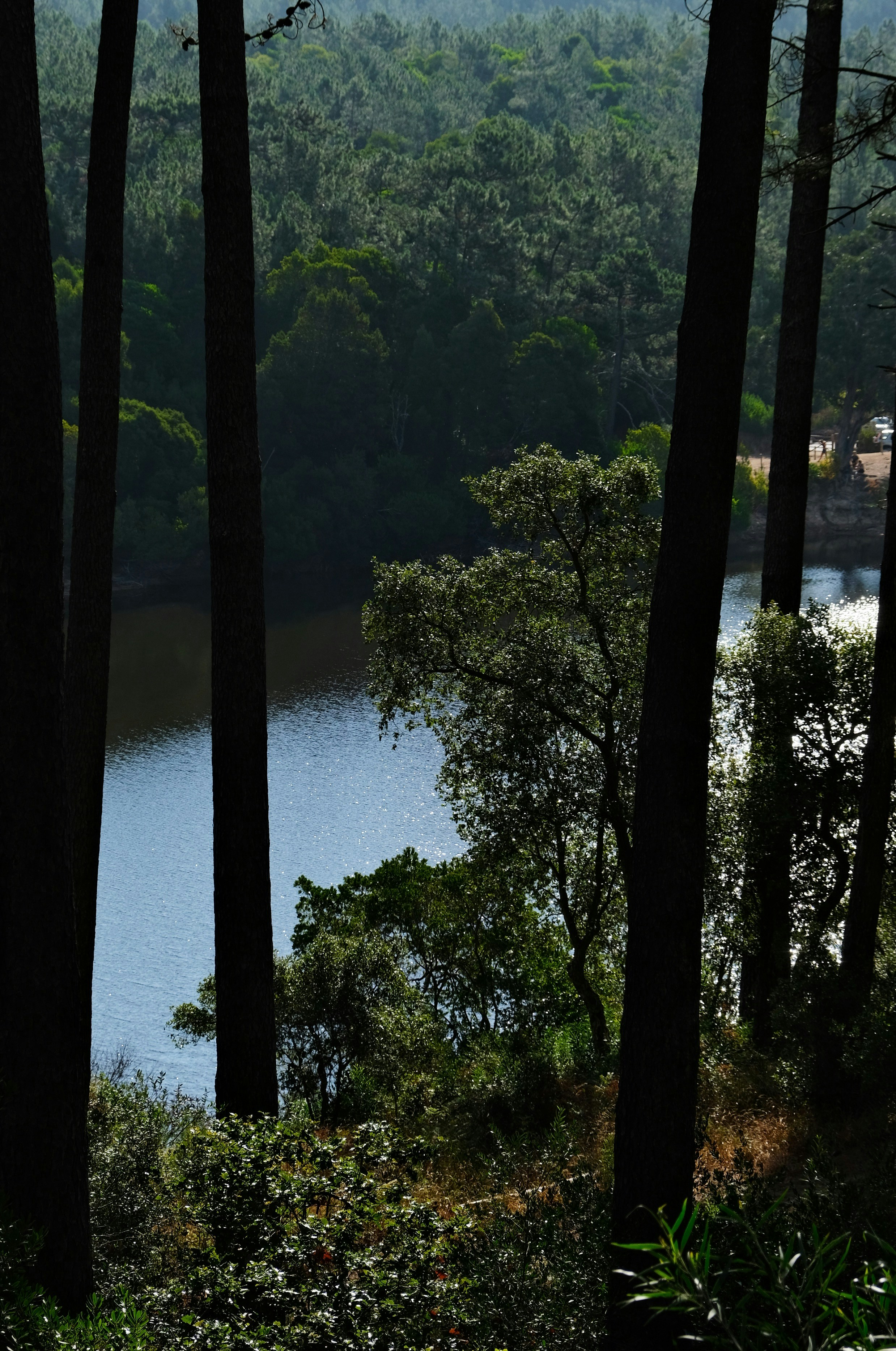Tall trees frame a serene lake surrounded by dense forest.