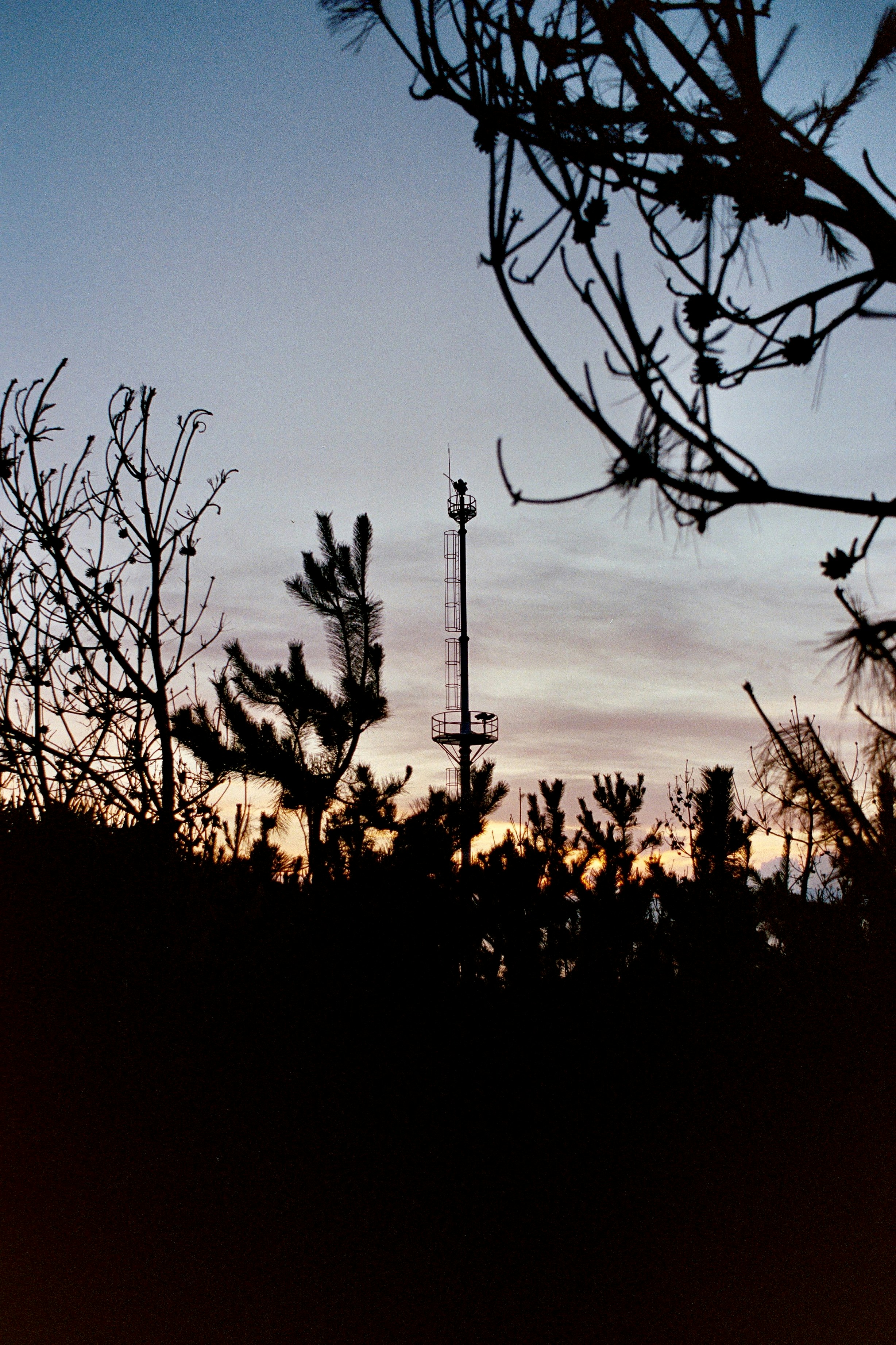 Silhouette of trees and a tower at dusk.