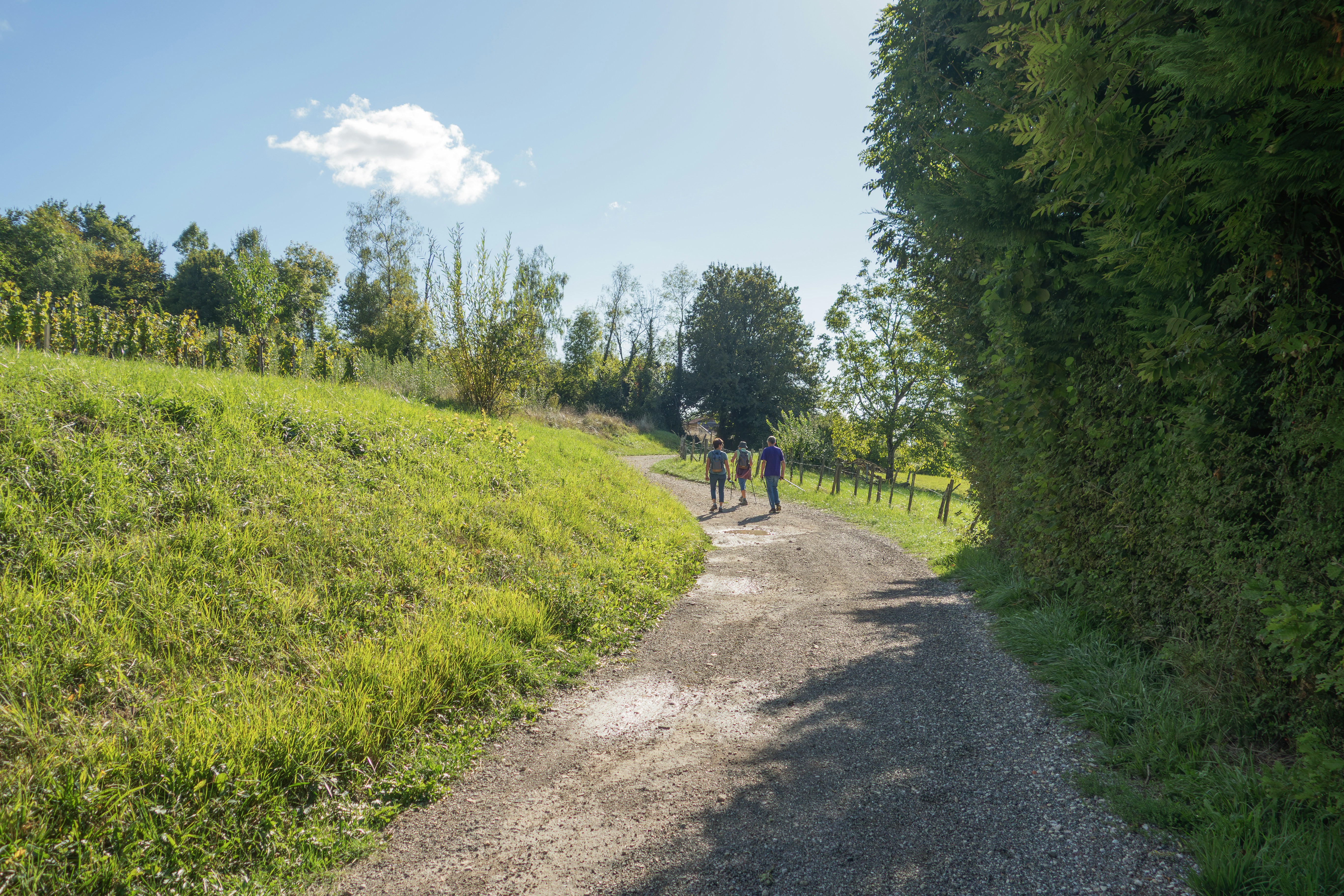 Drei Personen laufen auf einem Schotterweg durch Felder.